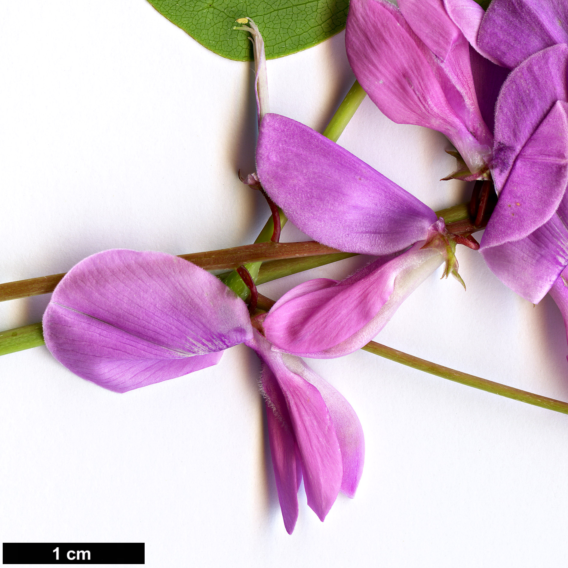 High resolution image: Family: Fabaceae - Genus: Indigofera - Taxon: fortunei