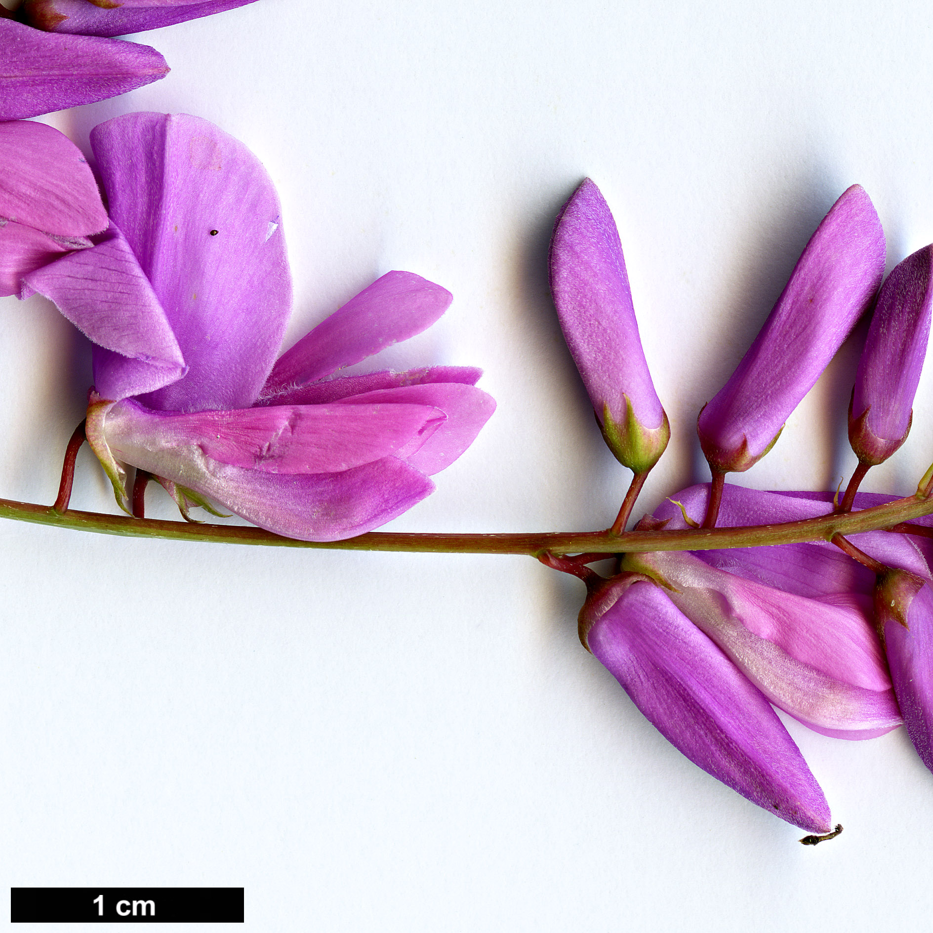 High resolution image: Family: Fabaceae - Genus: Indigofera - Taxon: fortunei