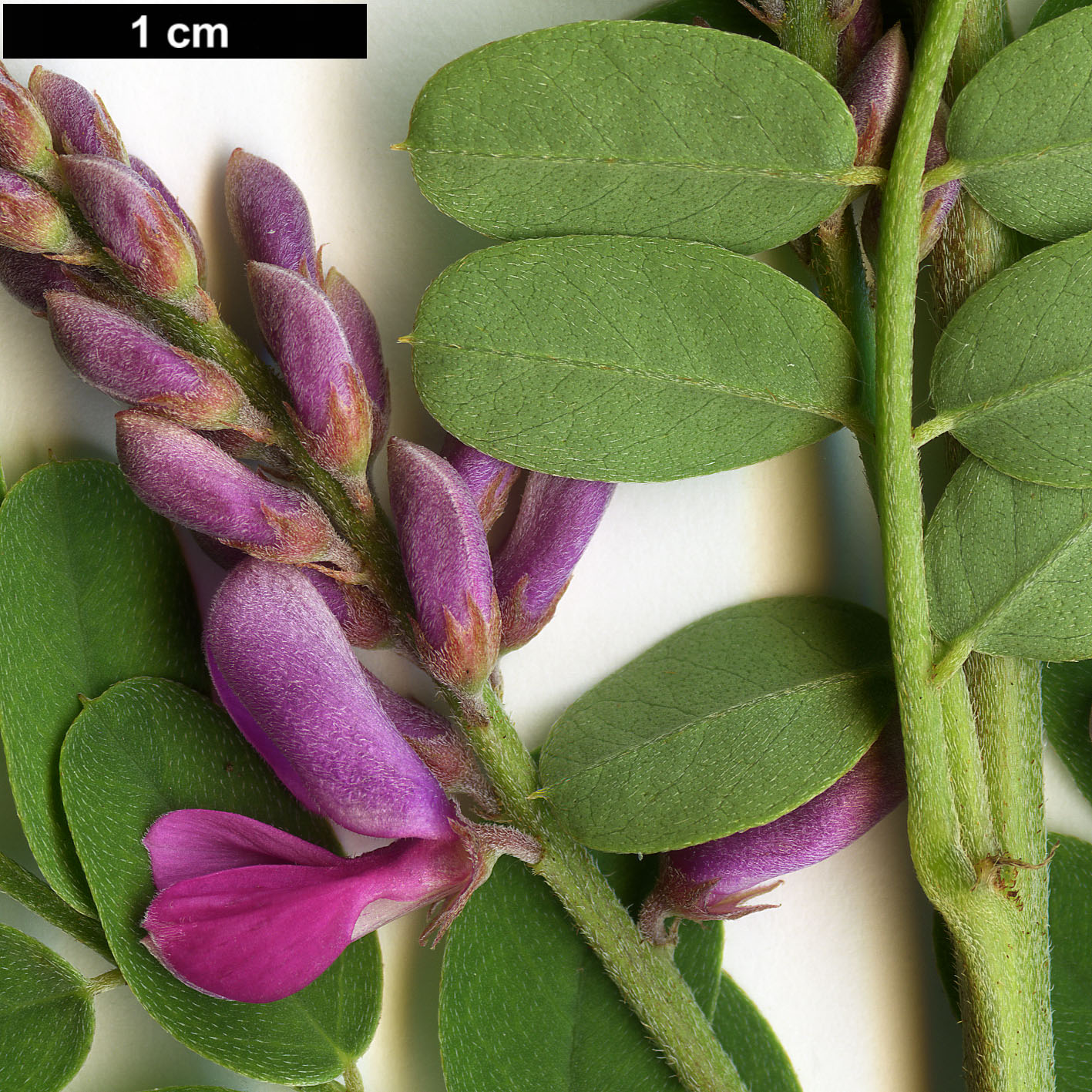 High resolution image: Family: Fabaceae - Genus: Indigofera - Taxon: heterantha