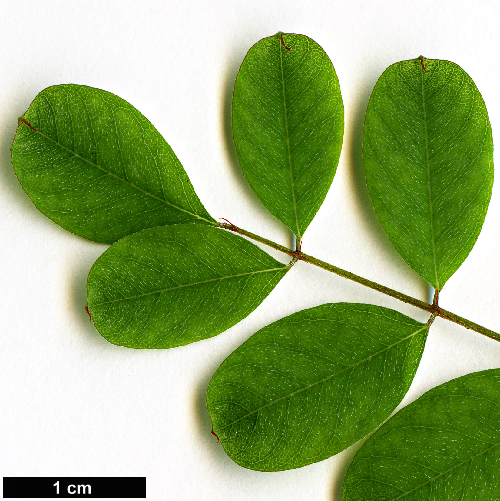 High resolution image: Family: Fabaceae - Genus: Indigofera - Taxon: himalayensis