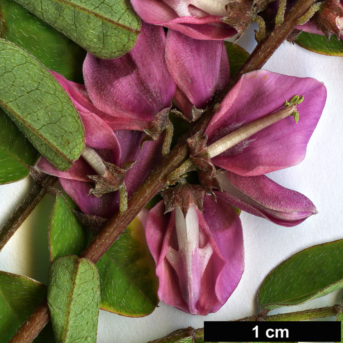 High resolution image: Family: Fabaceae - Genus: Indigofera - Taxon: howellii