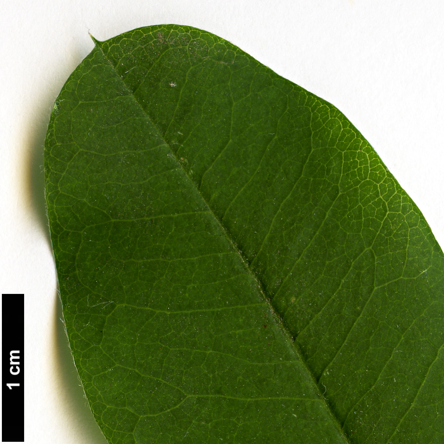 High resolution image: Family: Fabaceae - Genus: Laburnum - Taxon: anagyroides