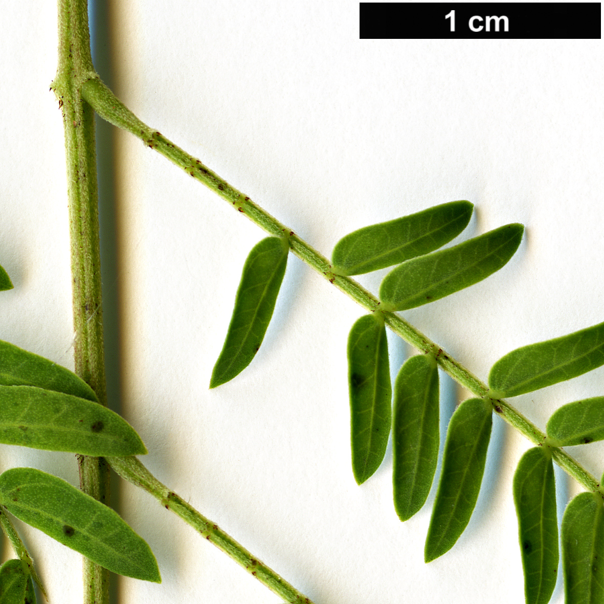 High resolution image: Family: Fabaceae - Genus: Leucaena - Taxon: leucocephala