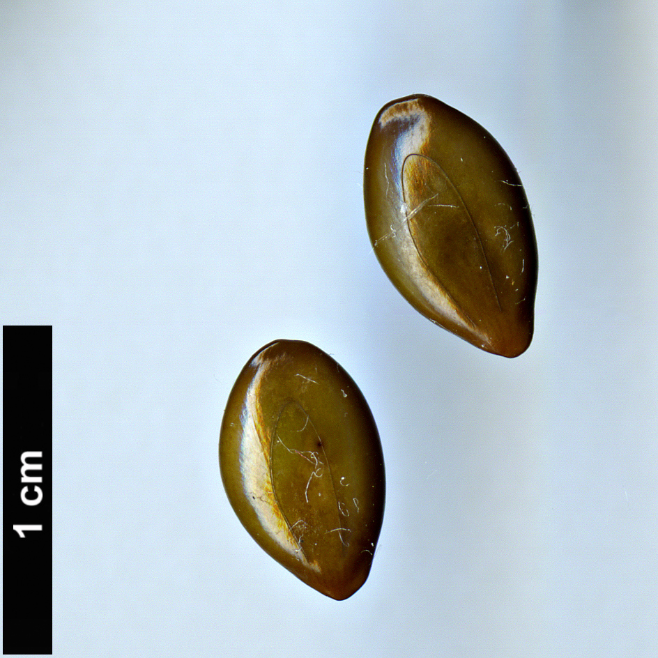 High resolution image: Family: Fabaceae - Genus: Leucaena - Taxon: leucocephala