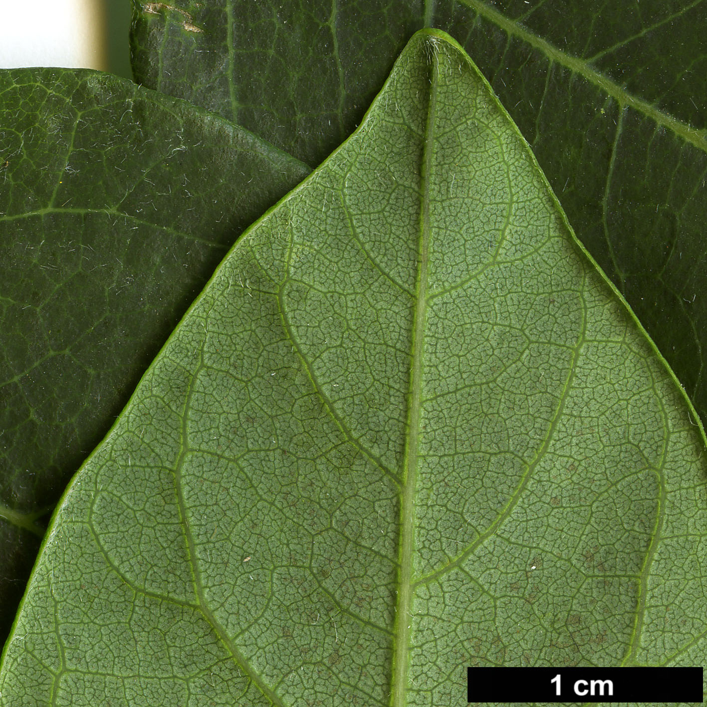High resolution image: Family: Fabaceae - Genus: Maackia - Taxon: amurensis