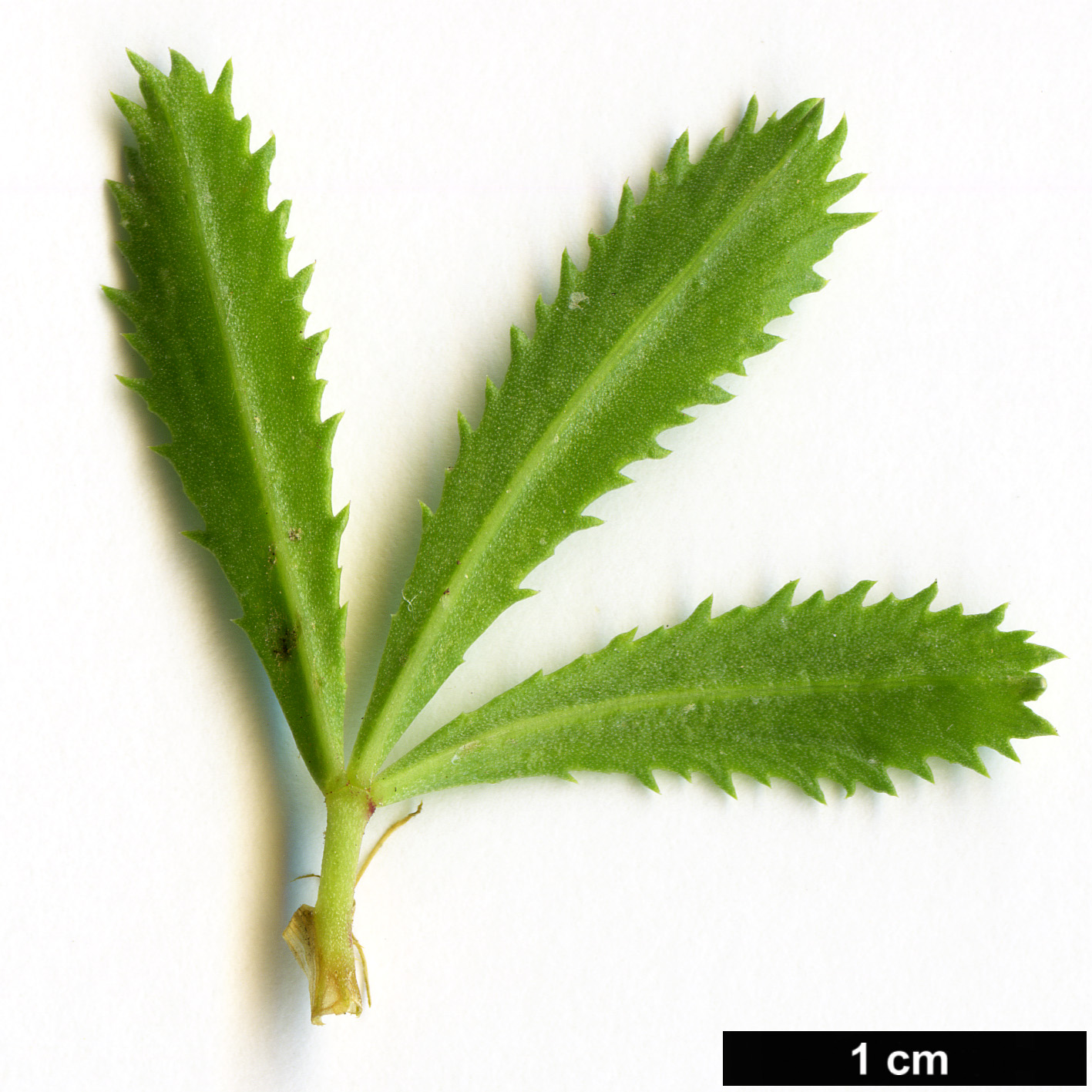 High resolution image: Family: Fabaceae - Genus: Ononis - Taxon: fruticosa