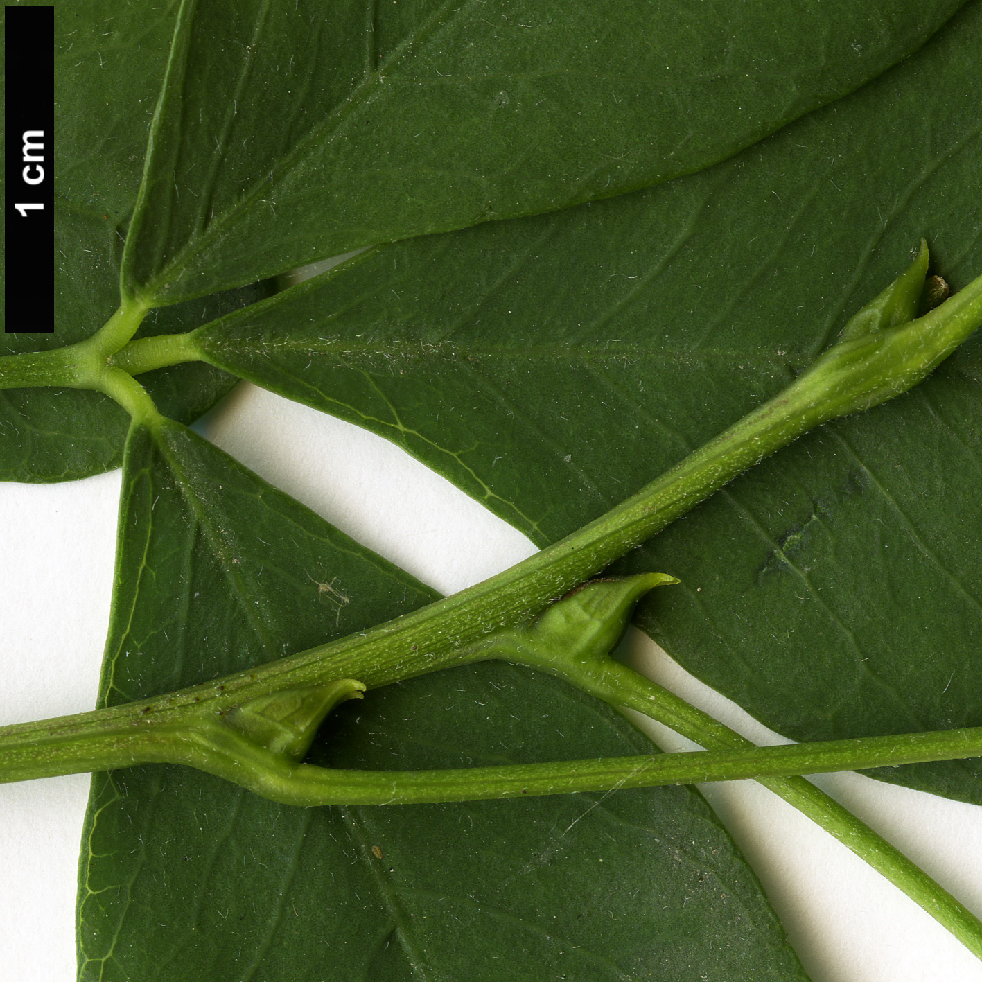 High resolution image: Family: Fabaceae - Genus: Petteria - Taxon: ramentacea