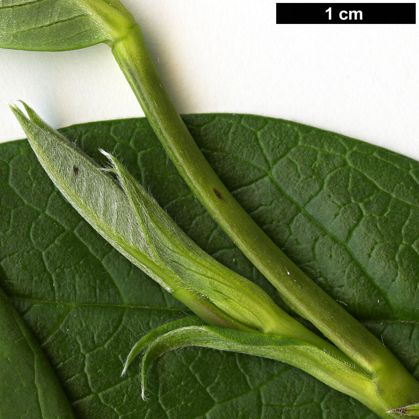 High resolution image: Family: Fabaceae - Genus: Piptanthus - Taxon: nepalensis