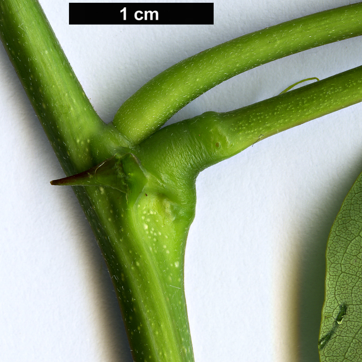 High resolution image: Family: Fabaceae - Genus: Robinia - Taxon: kelseyi