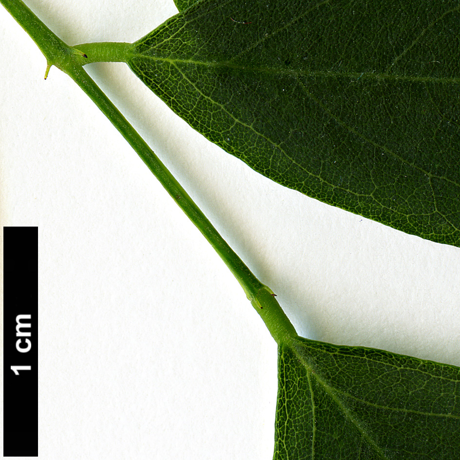 High resolution image: Family: Fabaceae - Genus: Robinia - Taxon: pseudoacacia