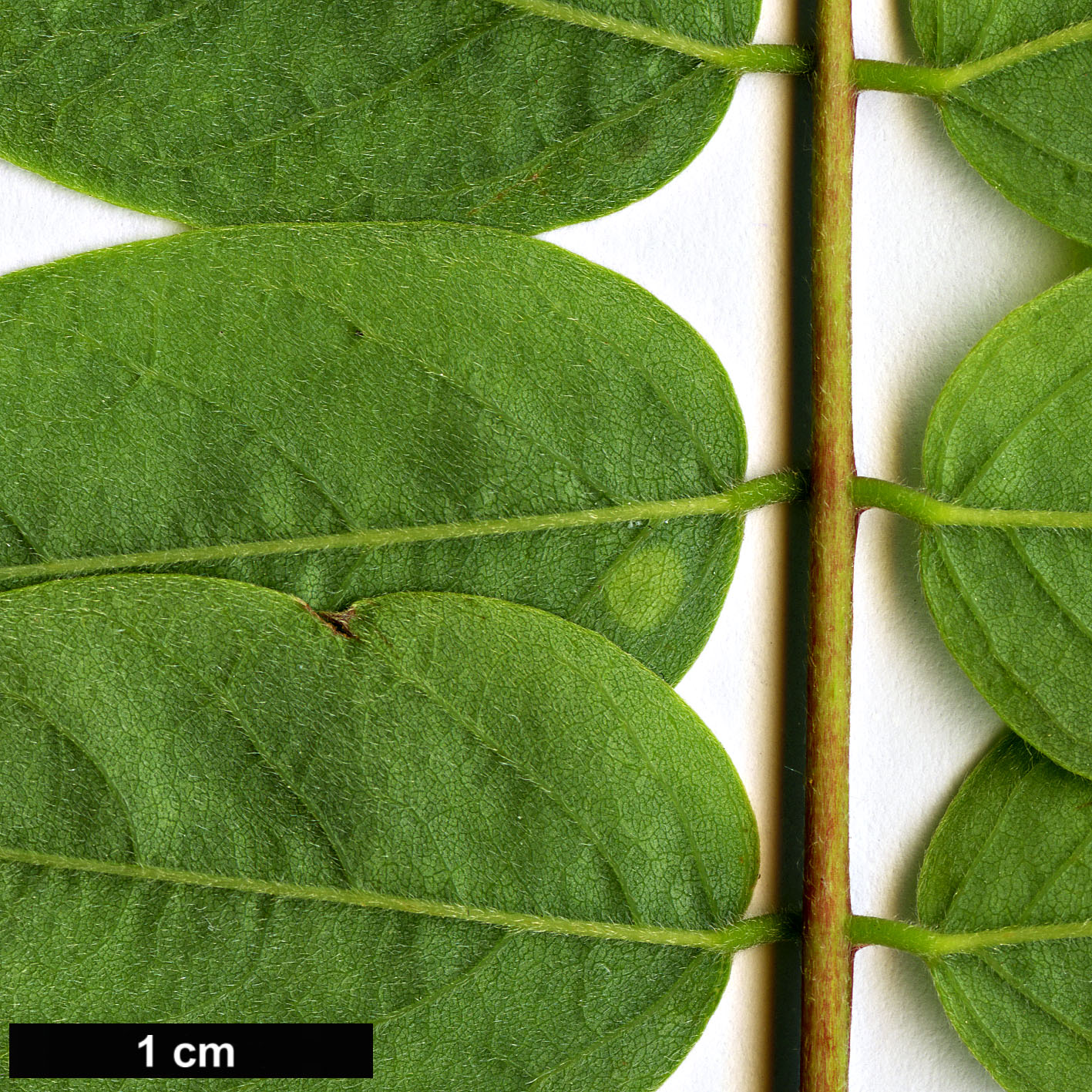 High resolution image: Family: Fabaceae - Genus: Robinia - Taxon: viscosa