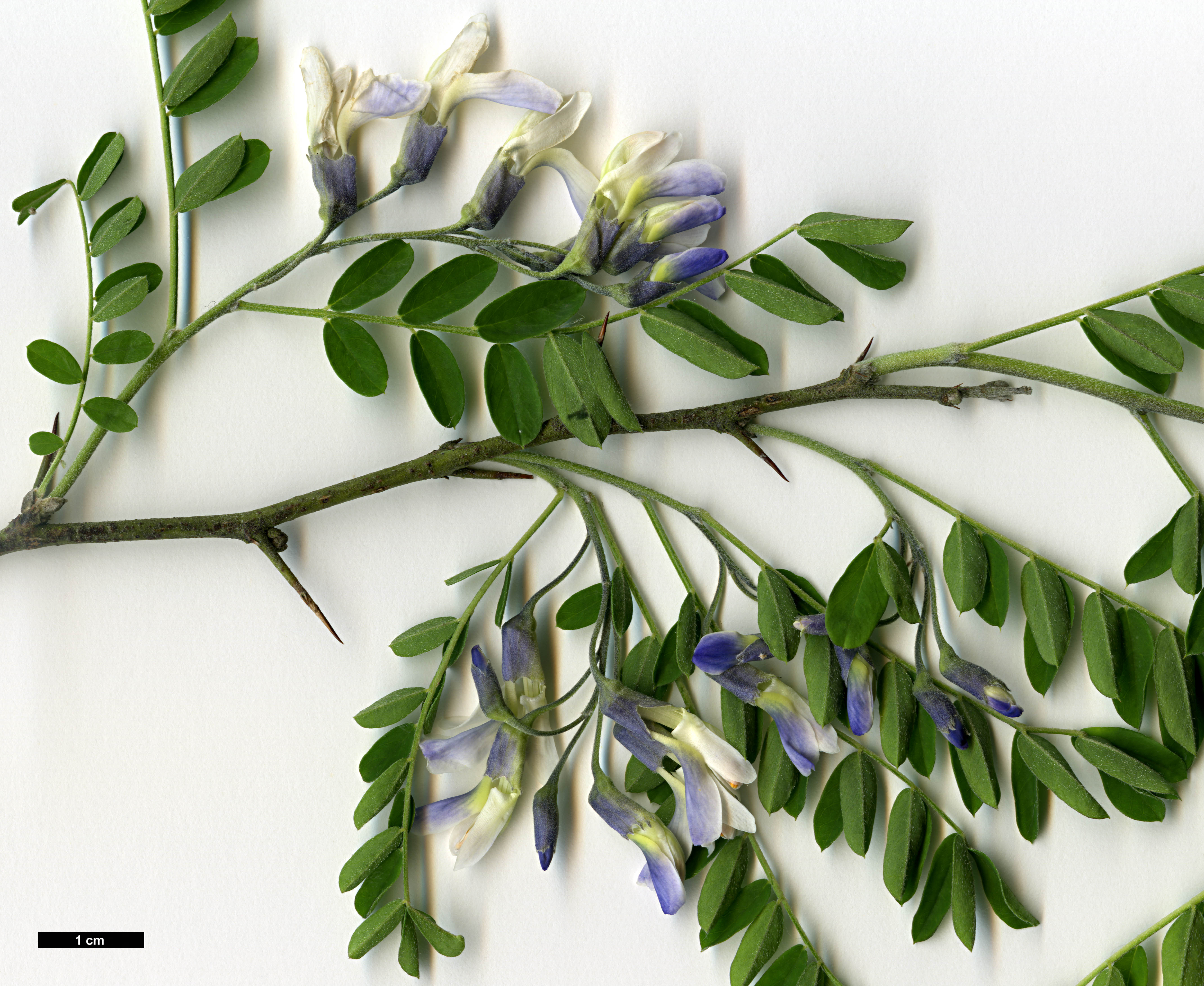High resolution image: Family: Fabaceae - Genus: Sophora - Taxon: davidii