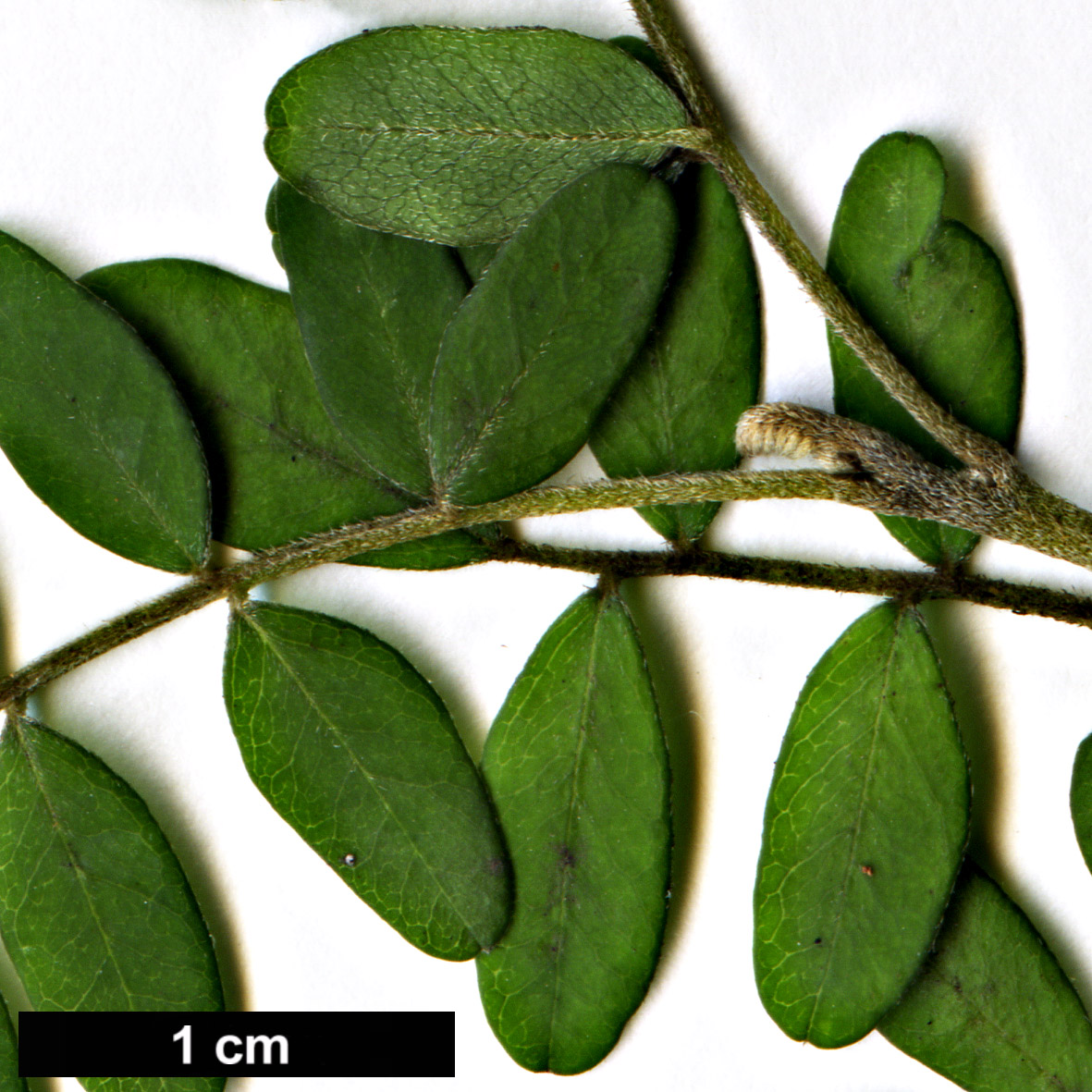 High resolution image: Family: Fabaceae - Genus: Sophora - Taxon: toromiro