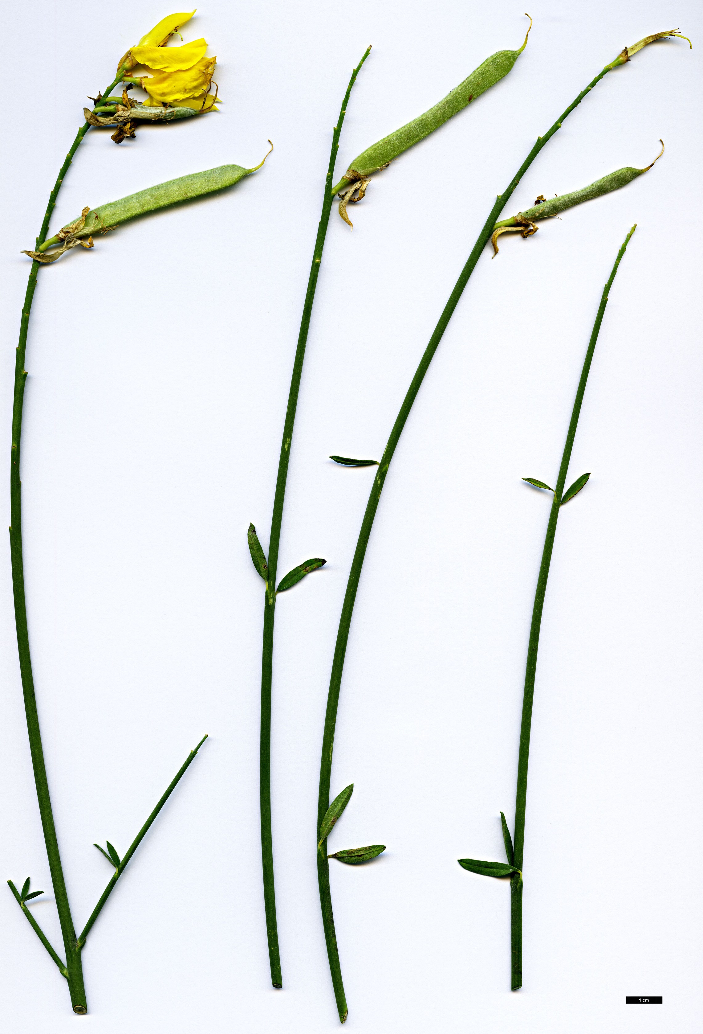 High resolution image: Family: Fabaceae - Genus: Spartium - Taxon: junceum