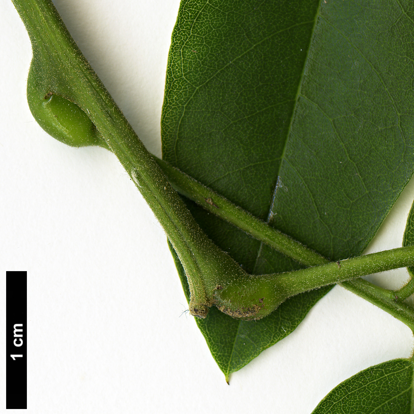 High resolution image: Family: Fabaceae - Genus: Styphnolobium - Taxon: japonicum