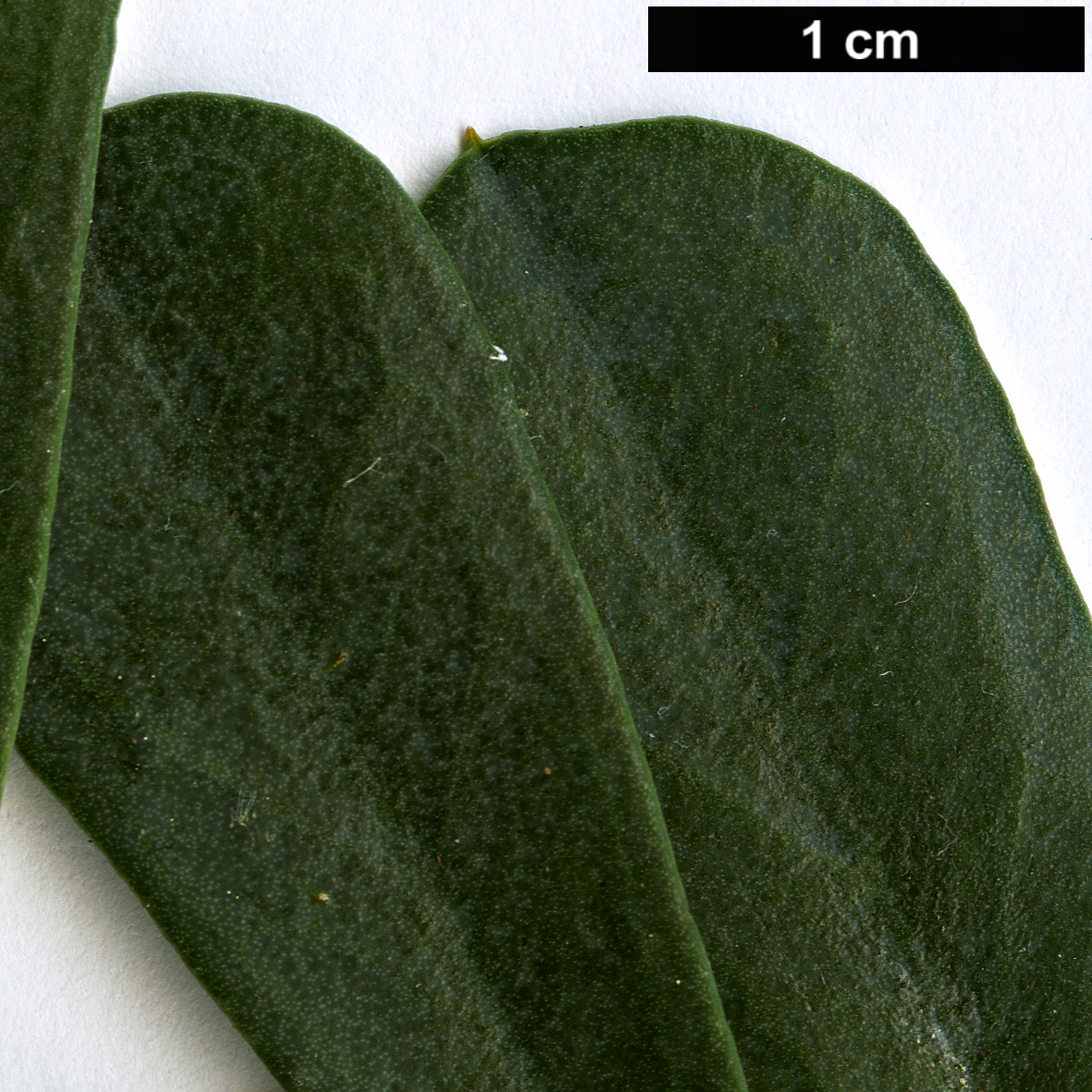 High resolution image: Family: Fabaceae - Genus: Templetonia - Taxon: retusa