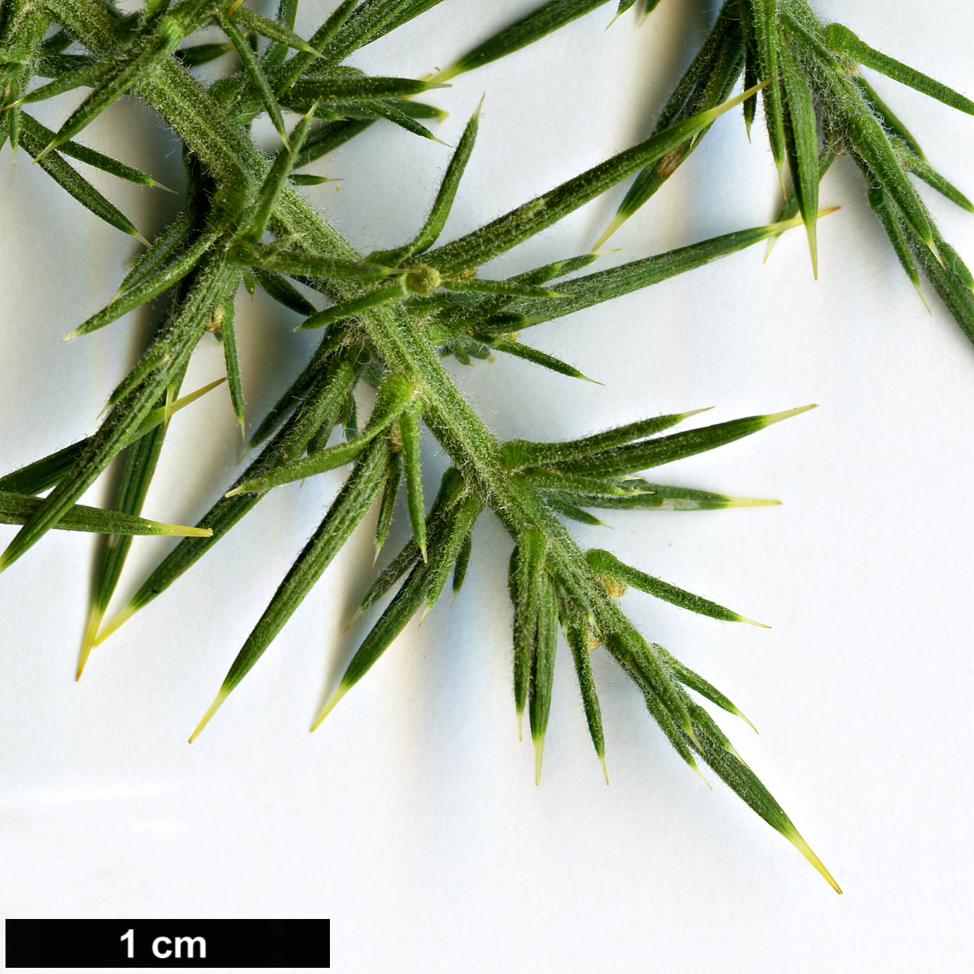 High resolution image: Family: Fabaceae - Genus: Ulex - Taxon: europaeus