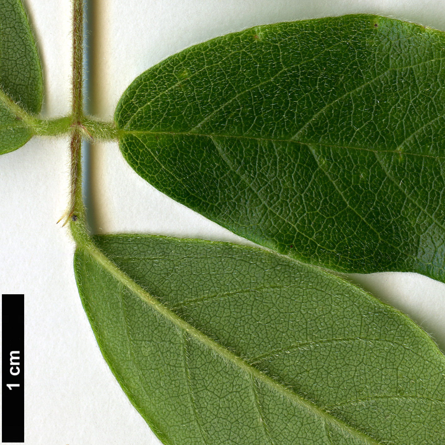 High resolution image: Family: Fabaceae - Genus: Wisteria - Taxon: floribunda