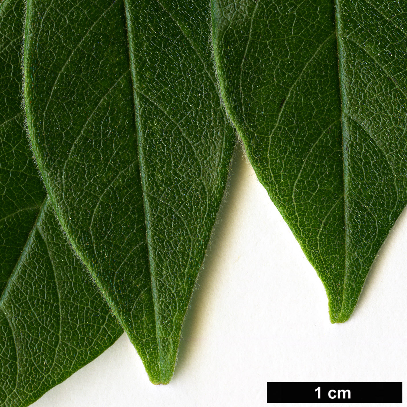 High resolution image: Family: Fabaceae - Genus: Wisteria - Taxon: floribunda