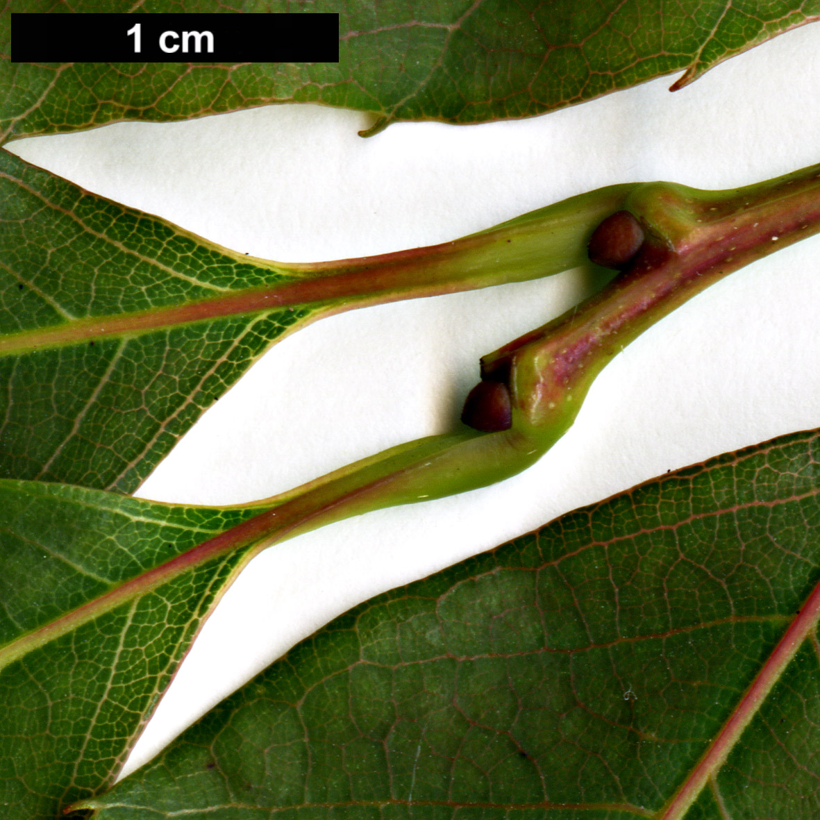 High resolution image: Family: Fagaceae - Genus: Castanea - Taxon: henryi