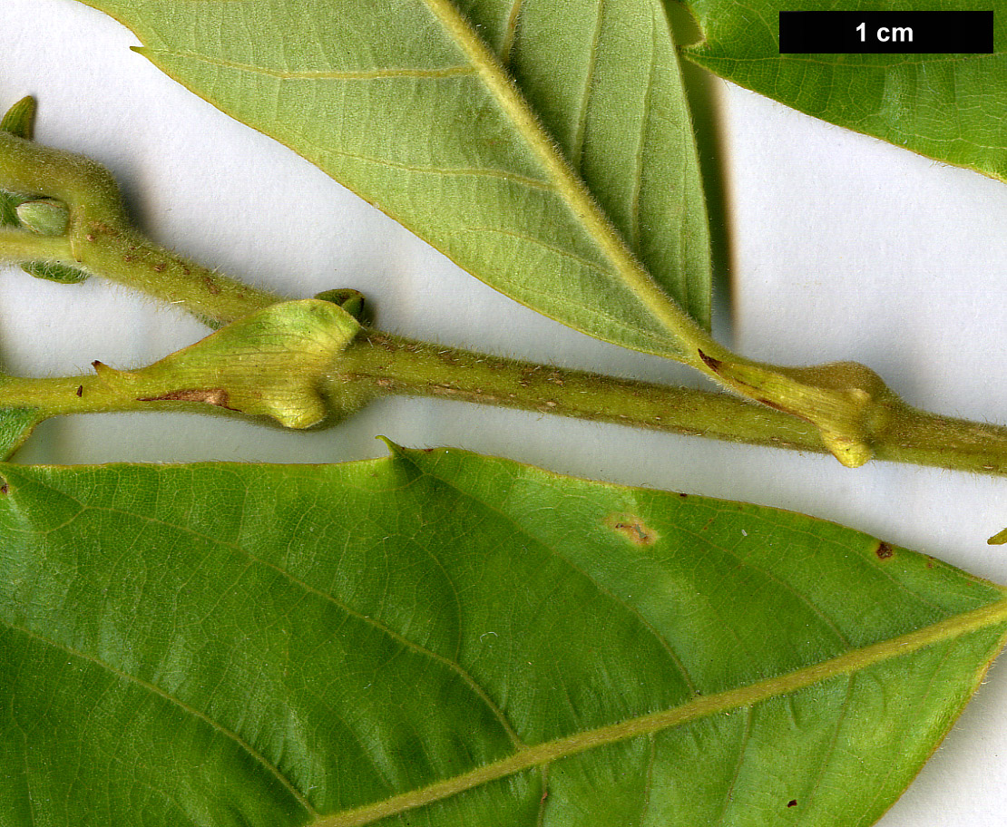 High resolution image: Family: Fagaceae - Genus: Castanea - Taxon: mollissima