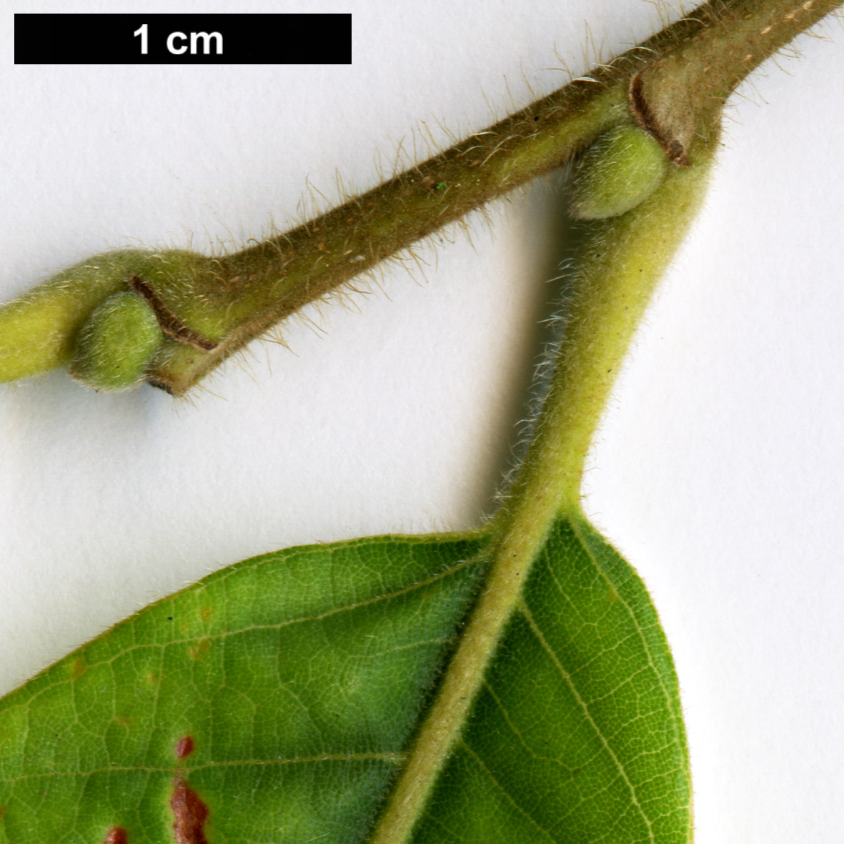 High resolution image: Family: Fagaceae - Genus: Castanea - Taxon: mollissima
