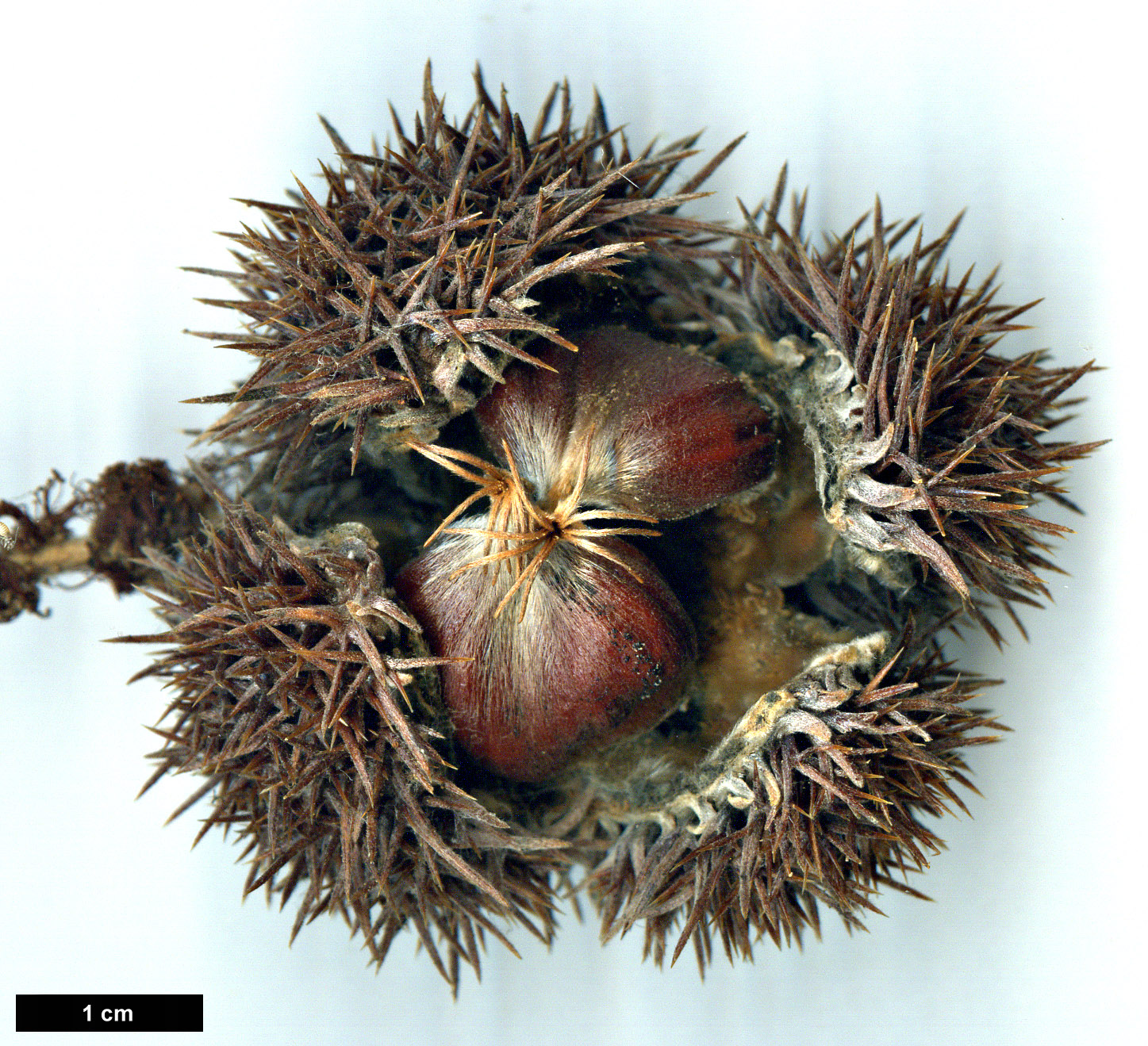 High resolution image: Family: Fagaceae - Genus: Castanea - Taxon: ×neglecta (C.dentata × C.pumila)