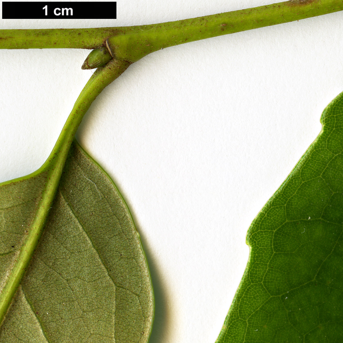 High resolution image: Family: Fagaceae - Genus: Castanopsis - Taxon: cuspidata