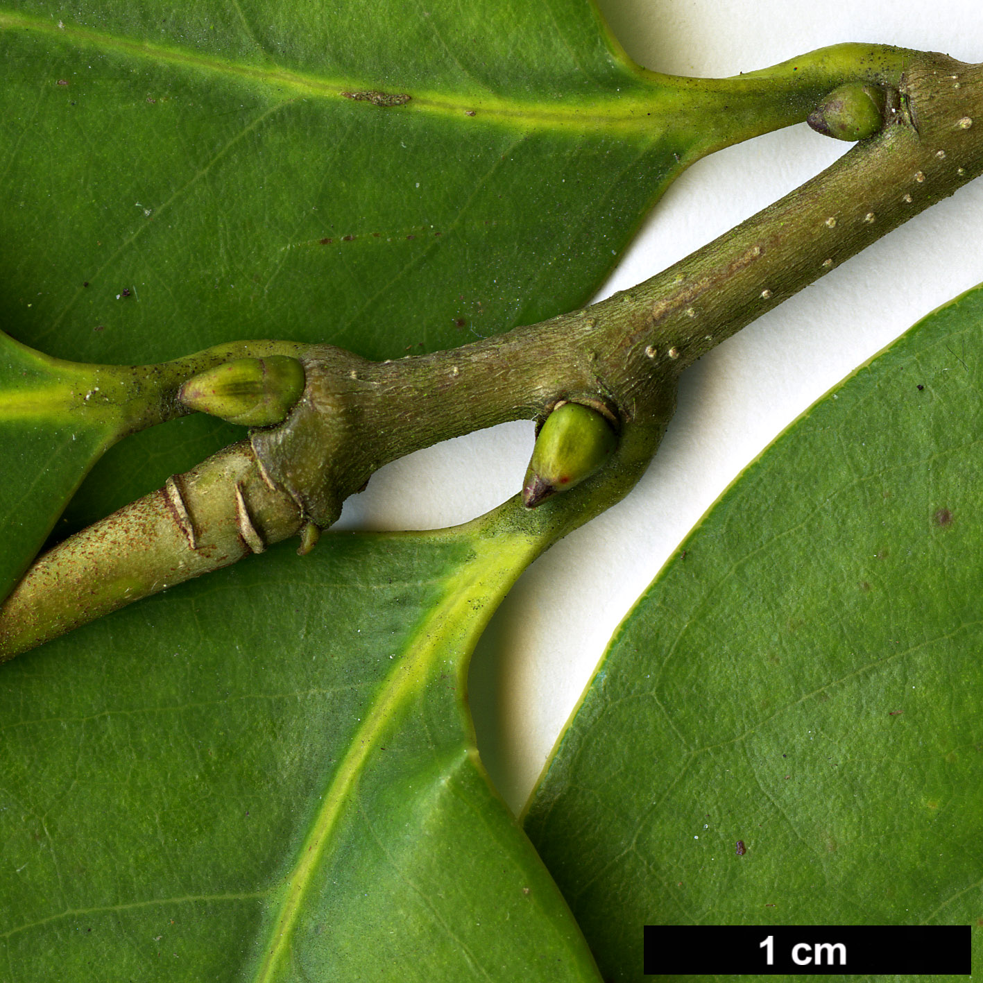 High resolution image: Family: Fagaceae - Genus: Castanopsis - Taxon: cuspidata