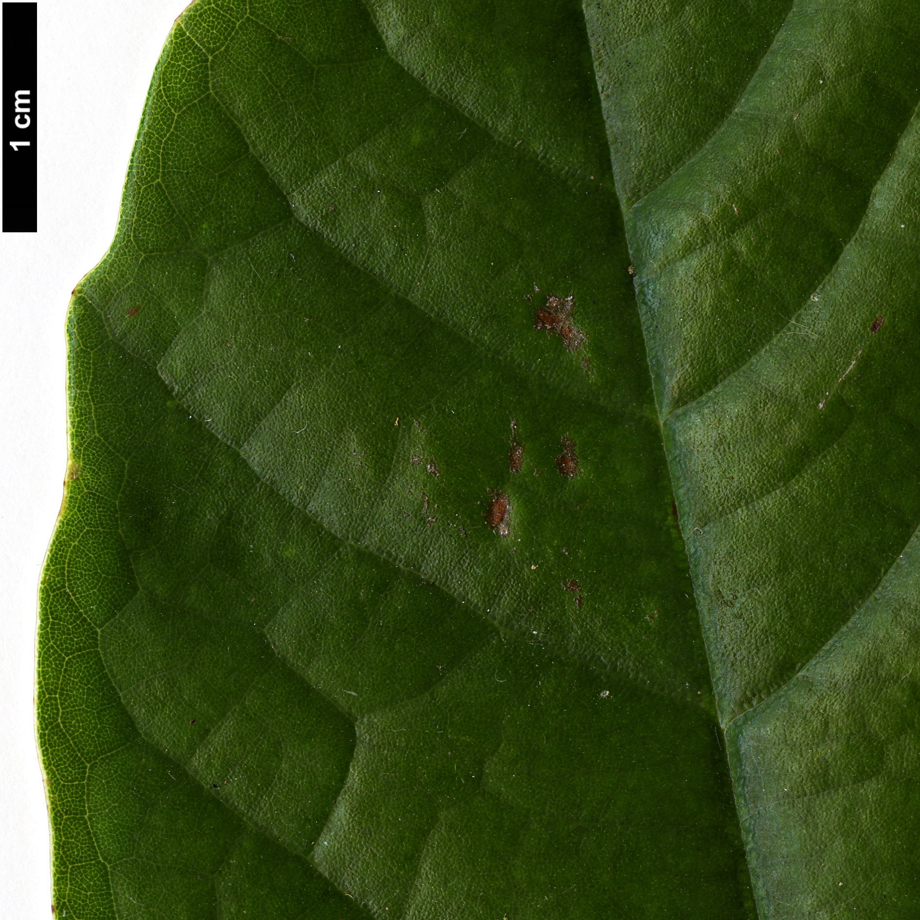 High resolution image: Family: Fagaceae - Genus: Castanopsis - Taxon: wattii