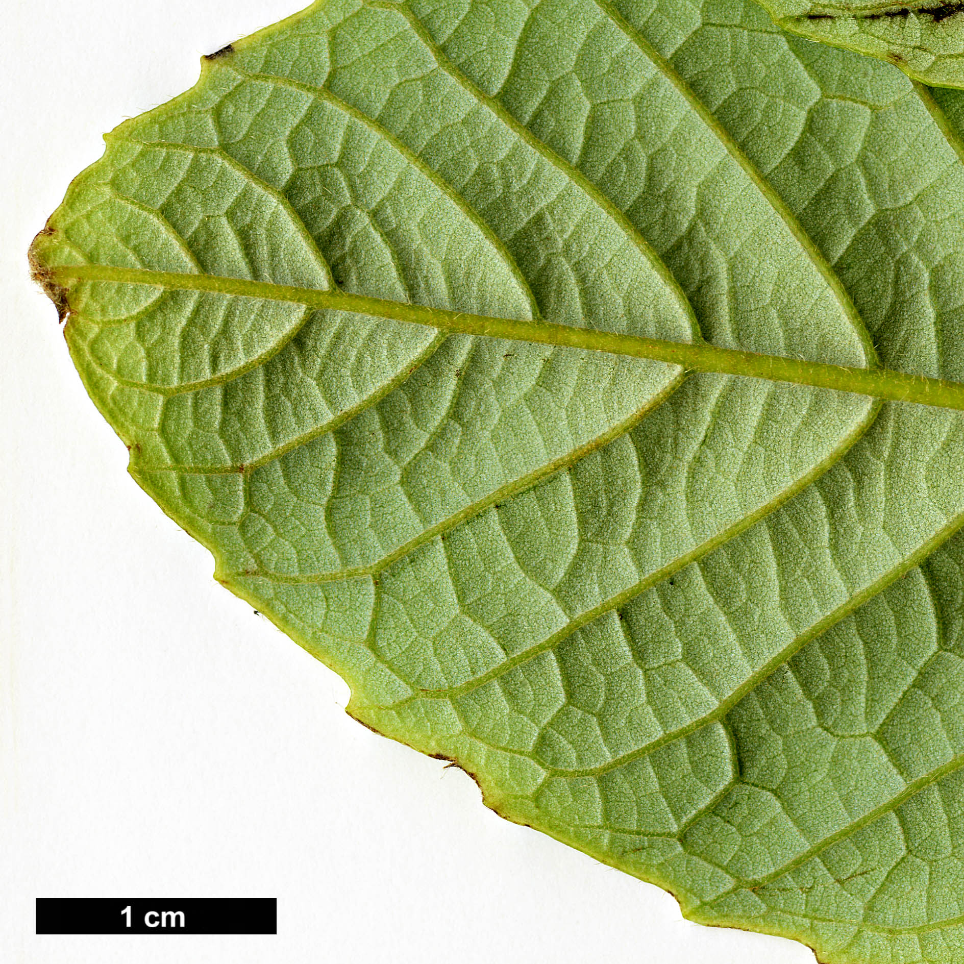 High resolution image: Family: Fagaceae - Genus: Castanopsis - Taxon: wattii