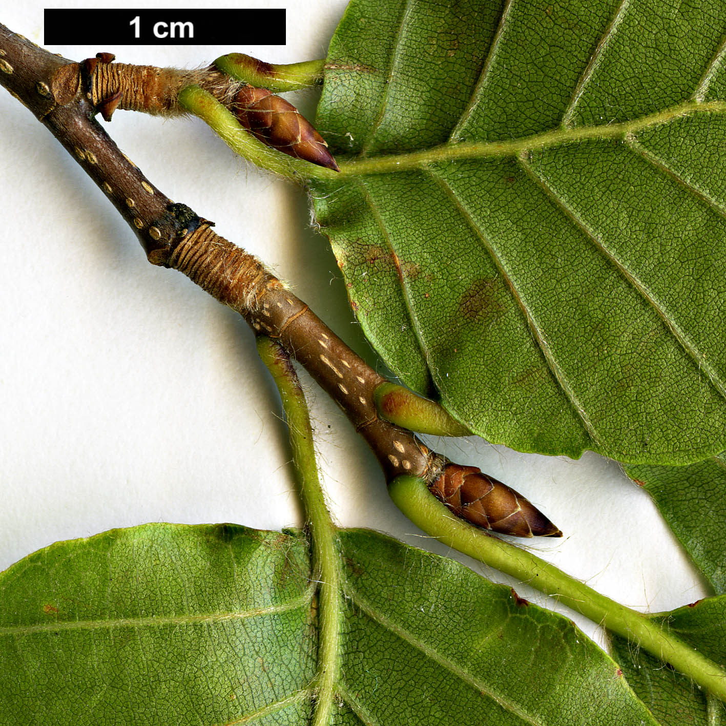 High resolution image: Family: Fagaceae - Genus: Fagus - Taxon: crenata