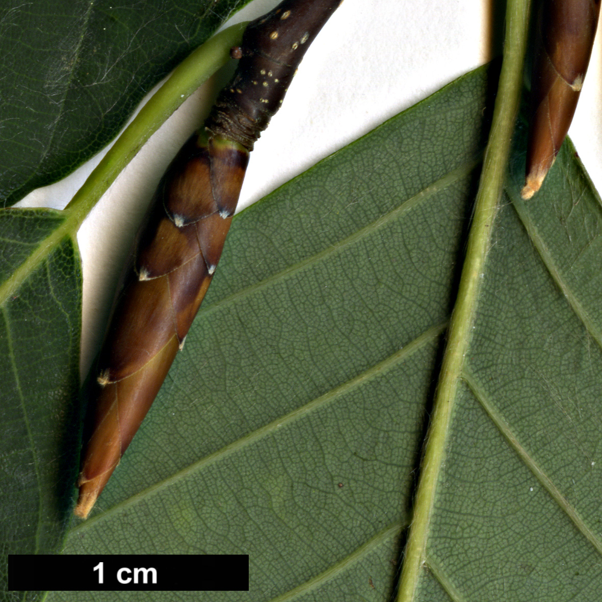 High resolution image: Family: Fagaceae - Genus: Fagus - Taxon: engleriana