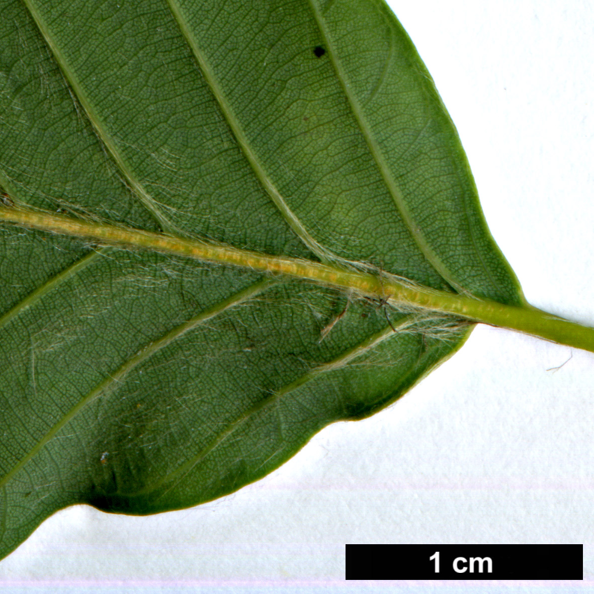 High resolution image: Family: Fagaceae - Genus: Fagus - Taxon: engleriana