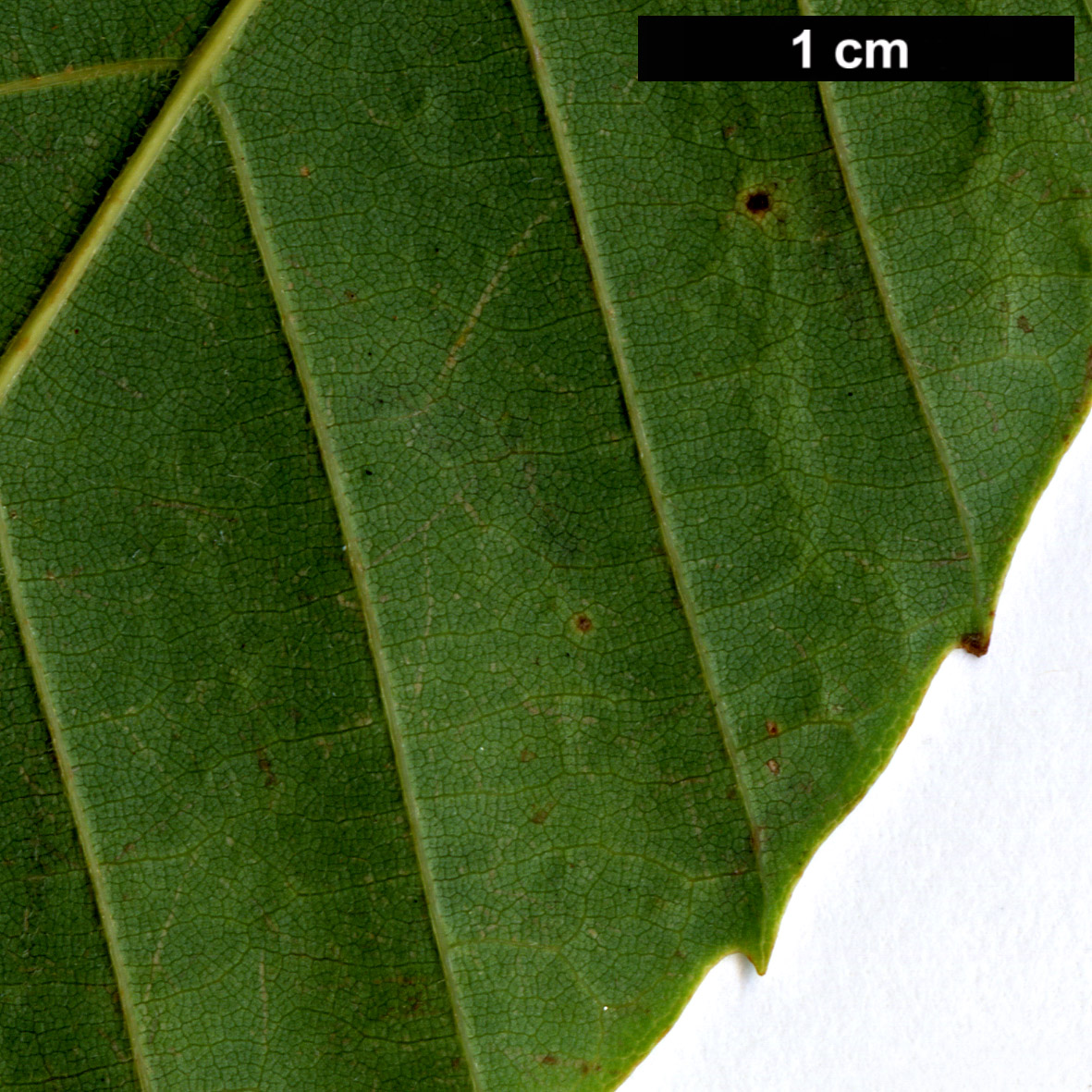 High resolution image: Family: Fagaceae - Genus: Fagus - Taxon: longipetiolata