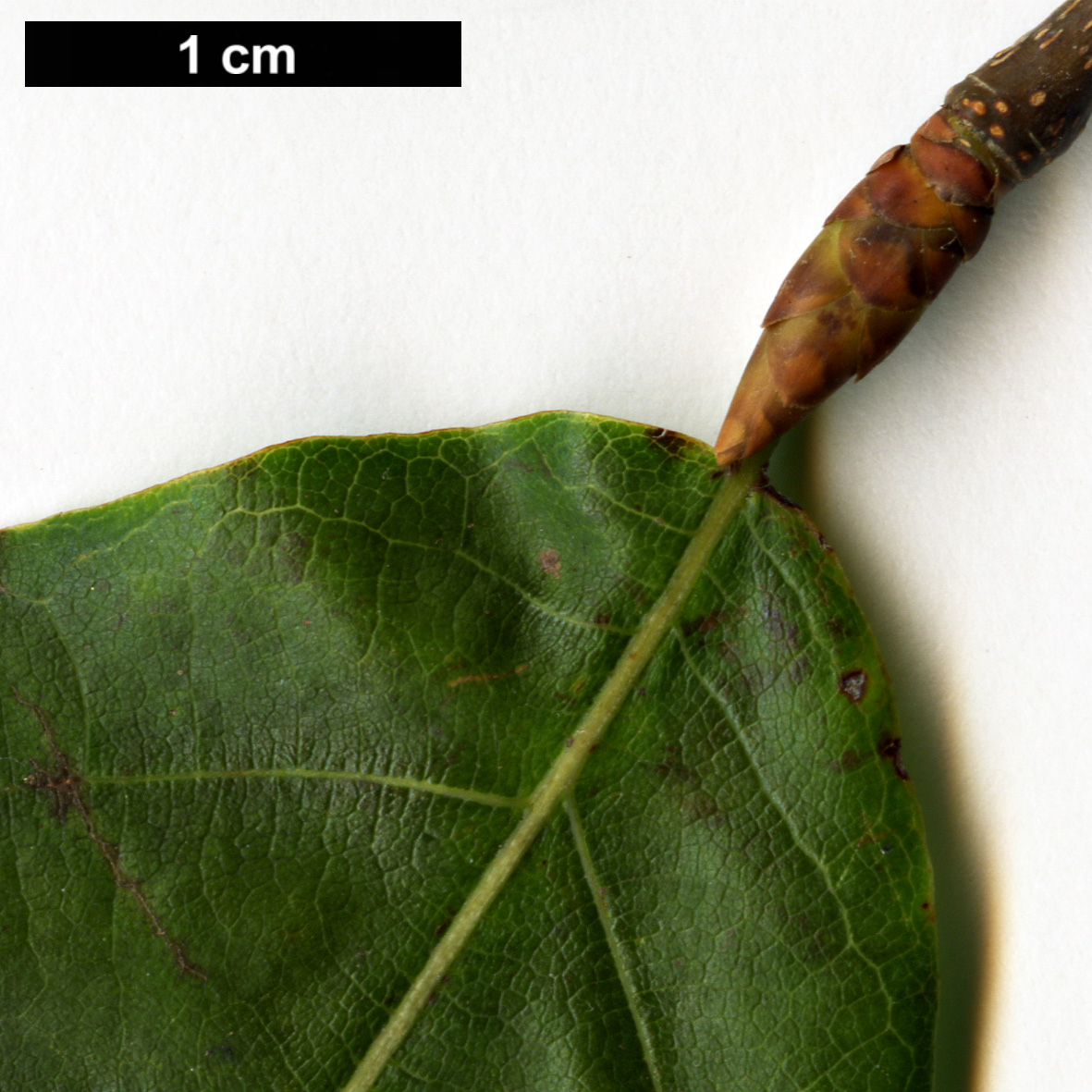 High resolution image: Family: Fagaceae - Genus: Fagus - Taxon: longipetiolata