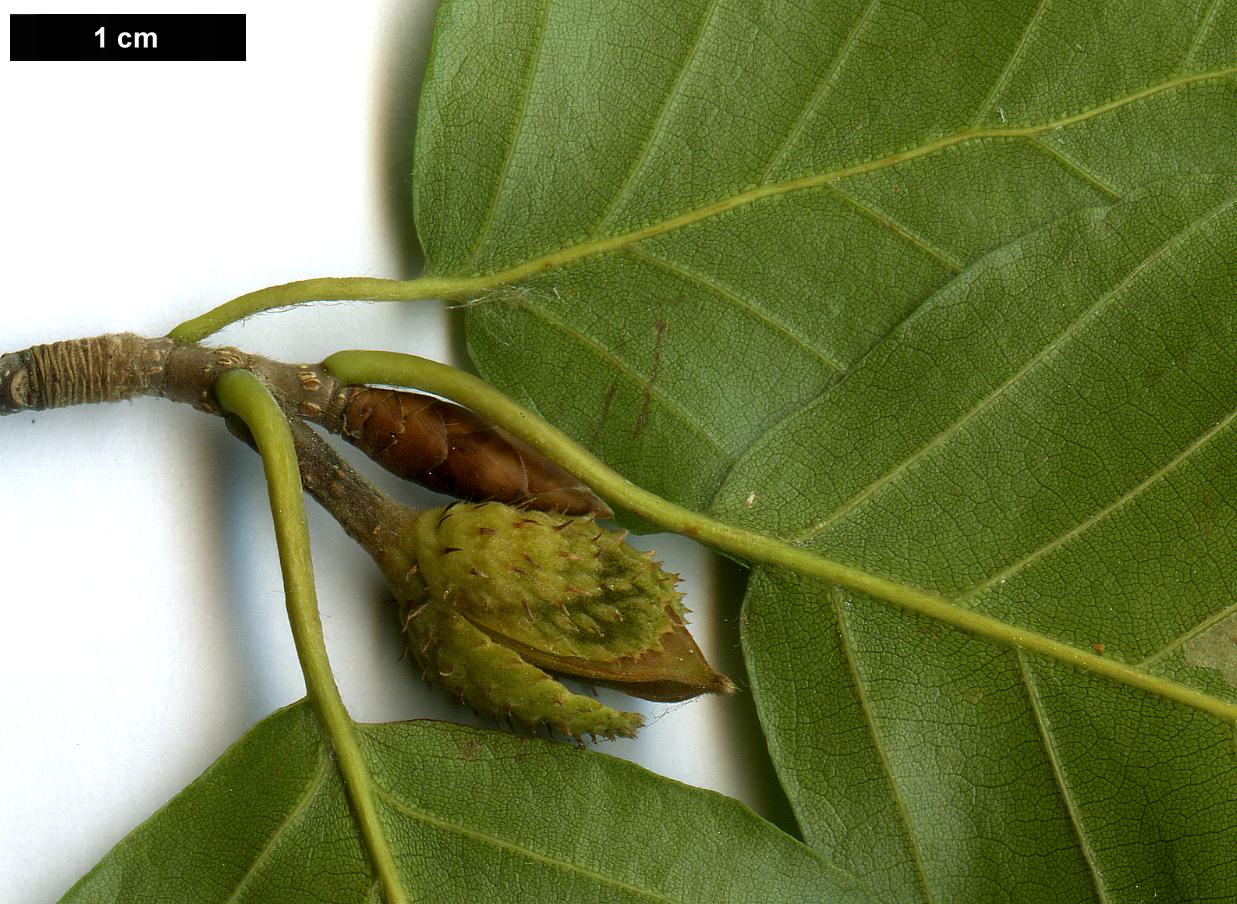 High resolution image: Family: Fagaceae - Genus: Fagus - Taxon: lucida