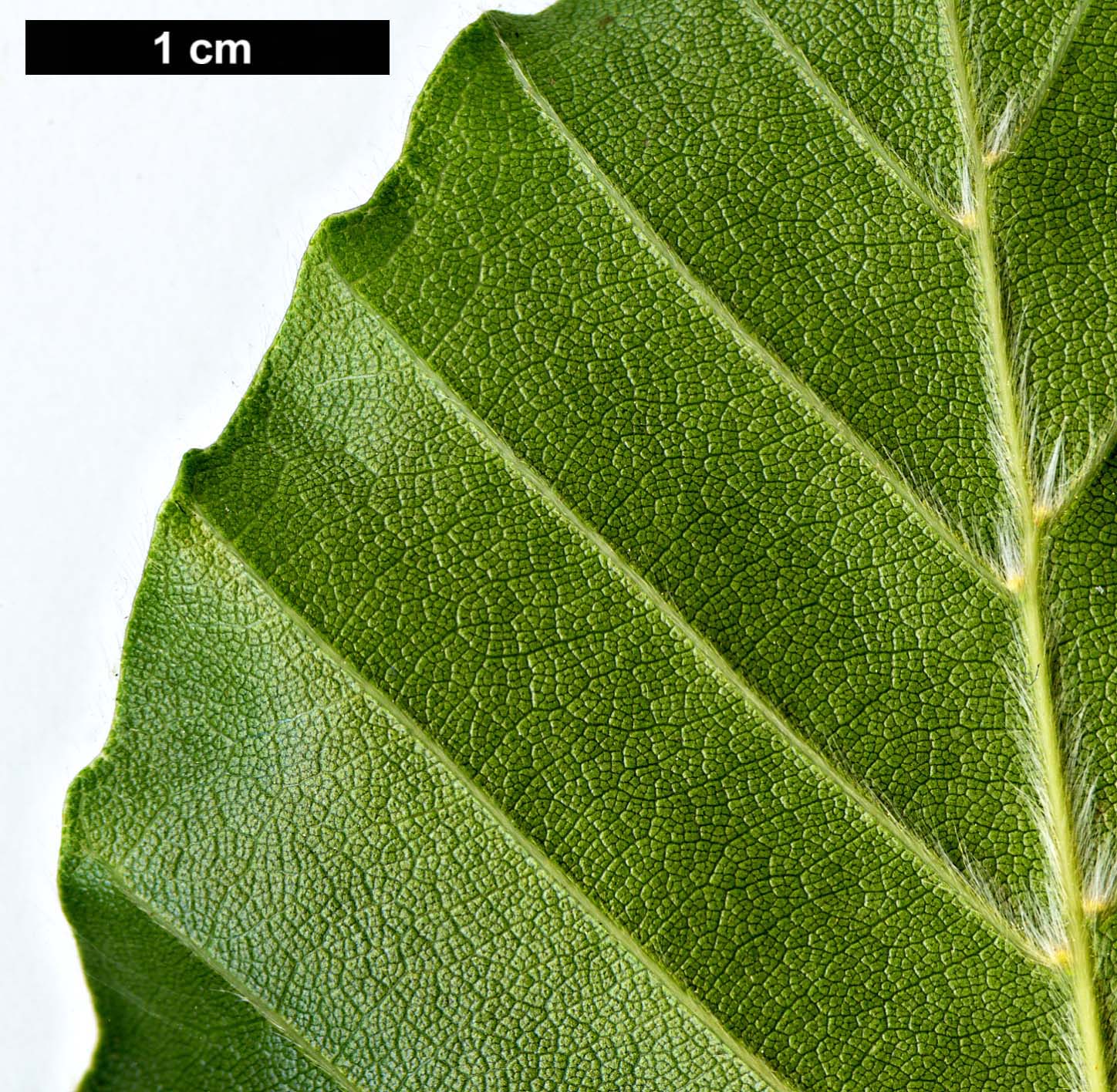 High resolution image: Family: Fagaceae - Genus: Fagus - Taxon: orientalis