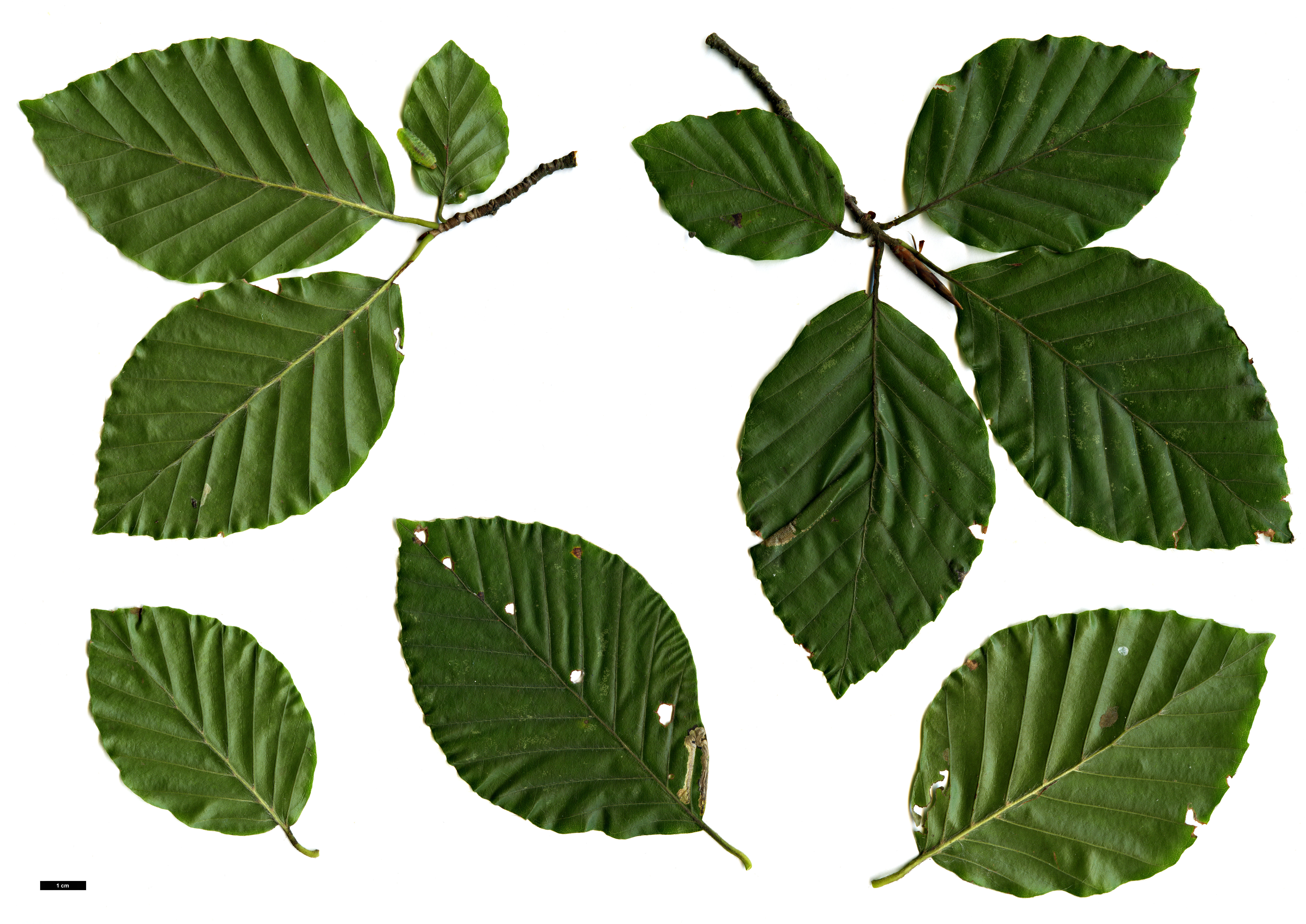 High resolution image: Family: Fagaceae - Genus: Fagus - Taxon: sylvatica
