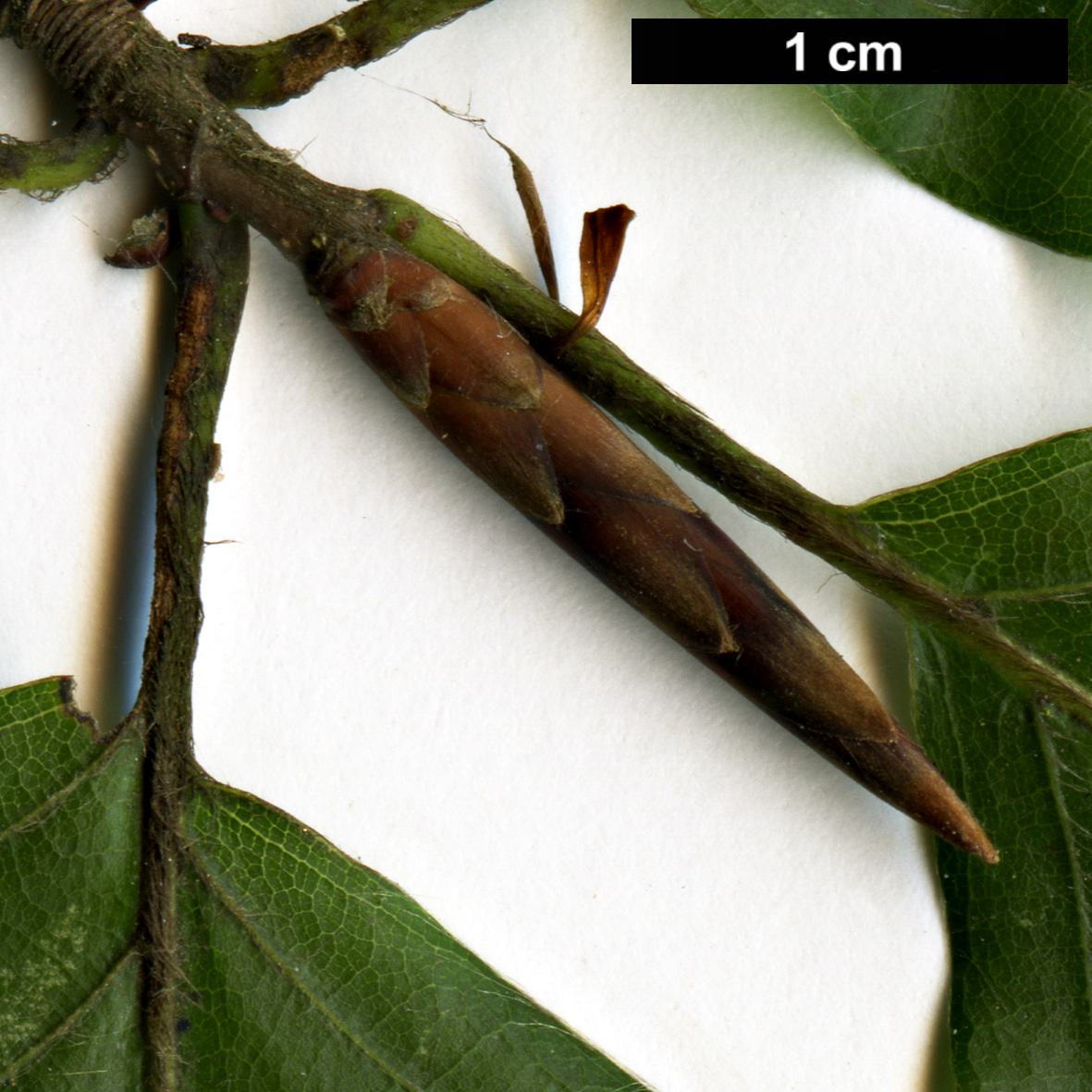 High resolution image: Family: Fagaceae - Genus: Fagus - Taxon: sylvatica