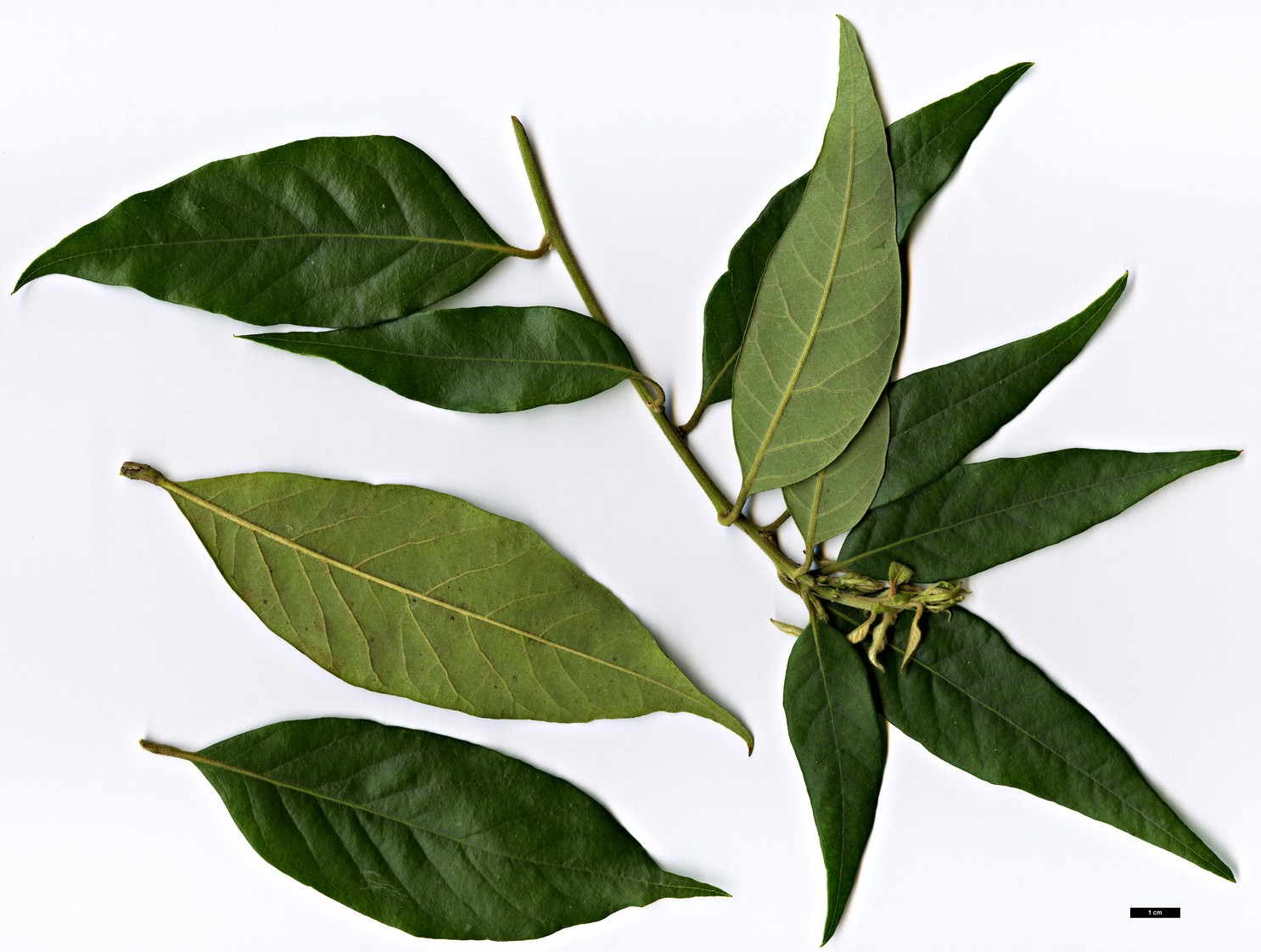 High resolution image: Family: Fagaceae - Genus: Lithocarpus - Taxon: dealbatus