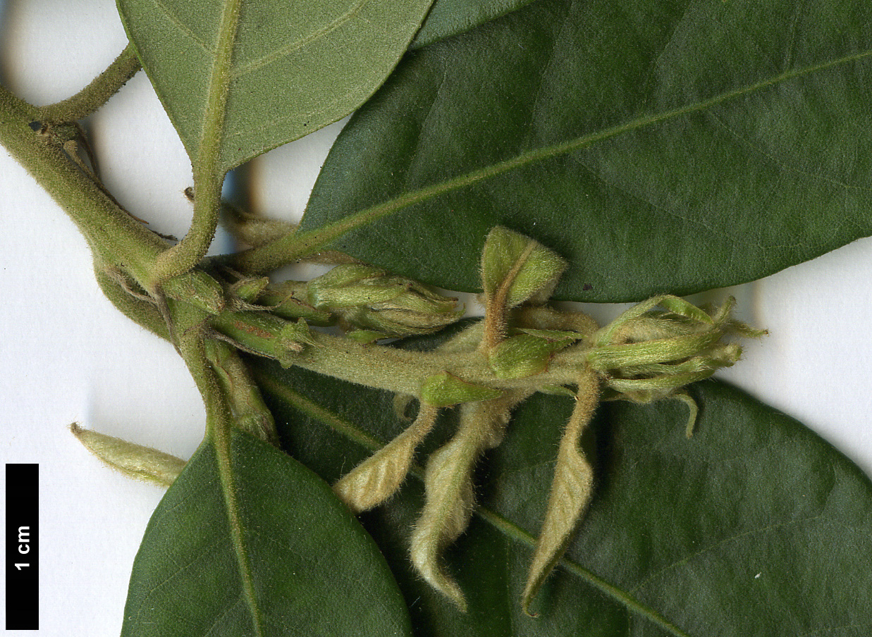 High resolution image: Family: Fagaceae - Genus: Lithocarpus - Taxon: dealbatus