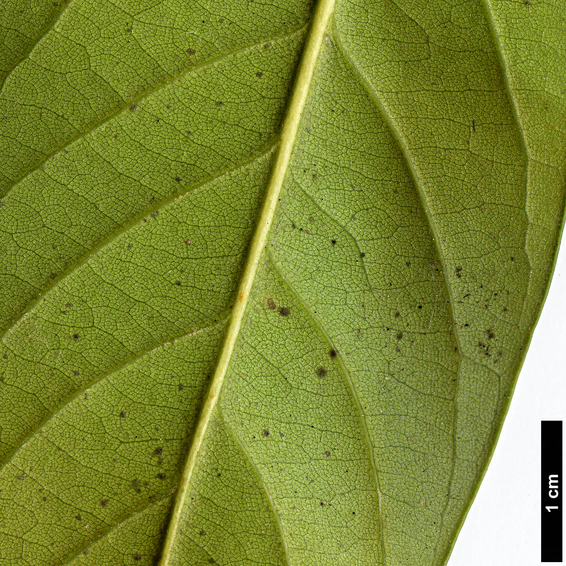 High resolution image: Family: Fagaceae - Genus: Lithocarpus - Taxon: edulis