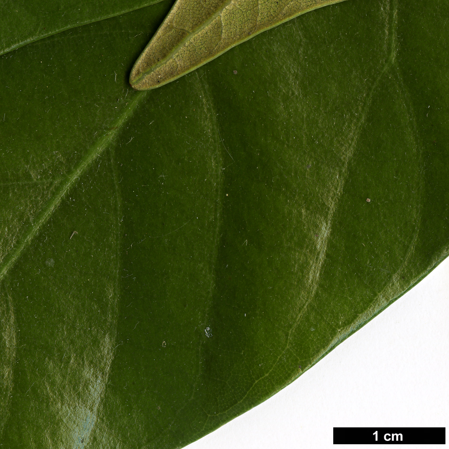 High resolution image: Family: Fagaceae - Genus: Lithocarpus - Taxon: edulis