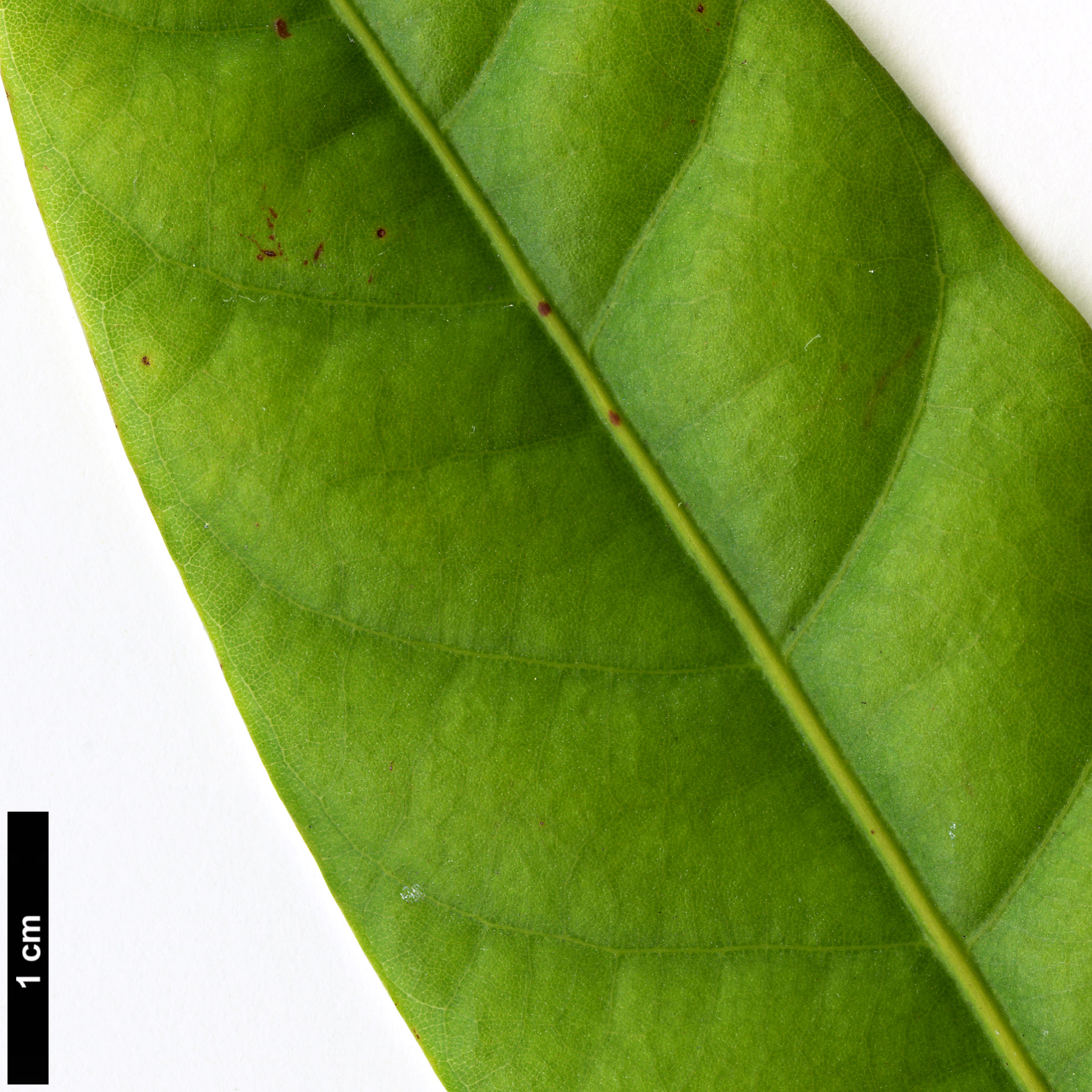 High resolution image: Family: Fagaceae - Genus: Lithocarpus - Taxon: elegans