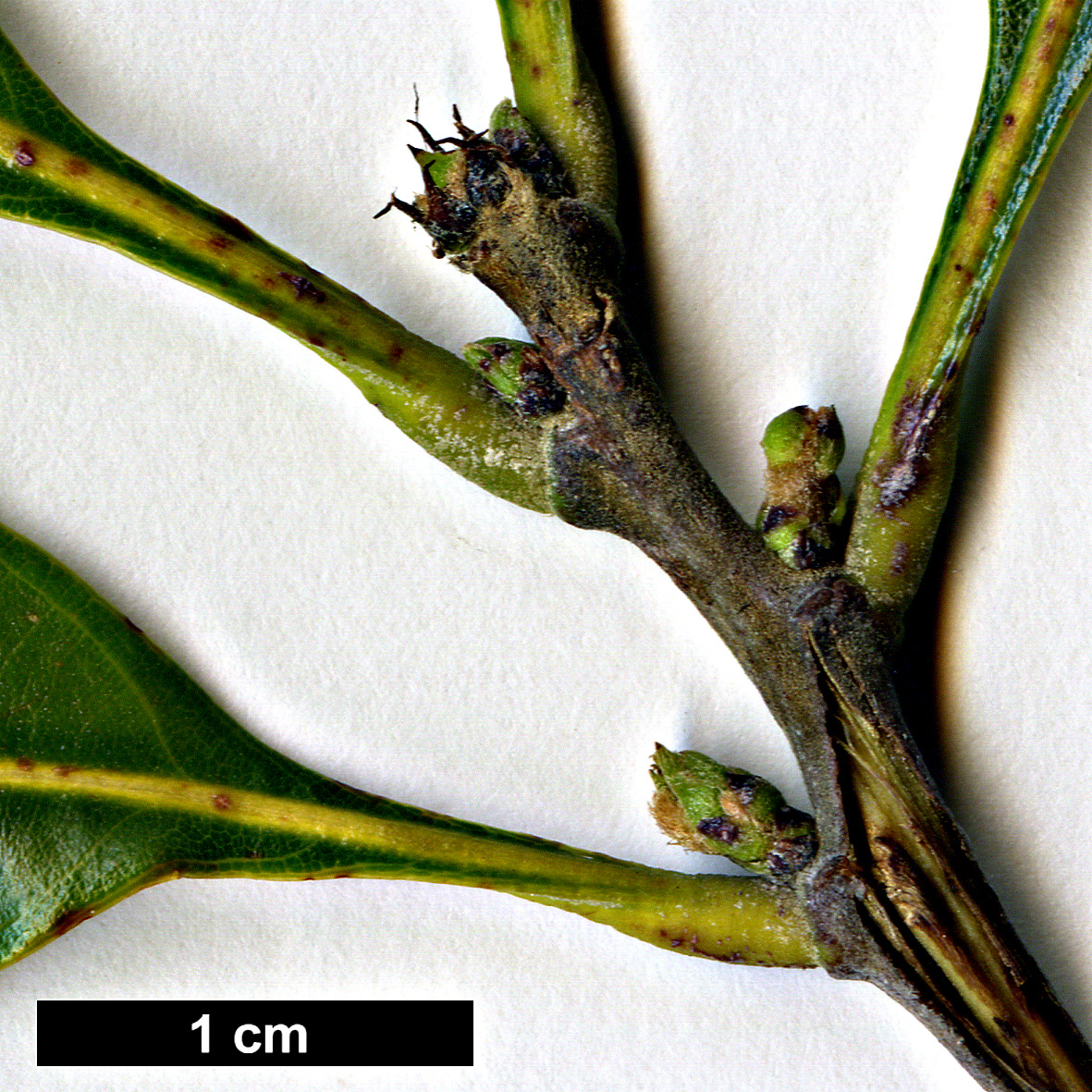 High resolution image: Family: Fagaceae - Genus: Lithocarpus - Taxon: glaber