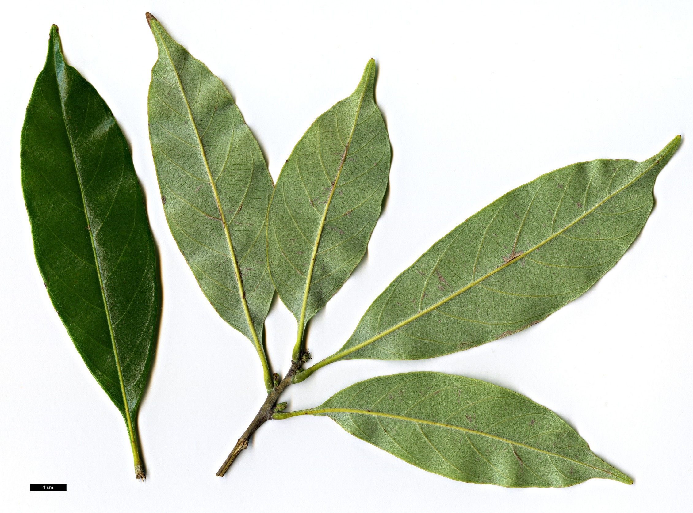High resolution image: Family: Fagaceae - Genus: Lithocarpus - Taxon: glaber