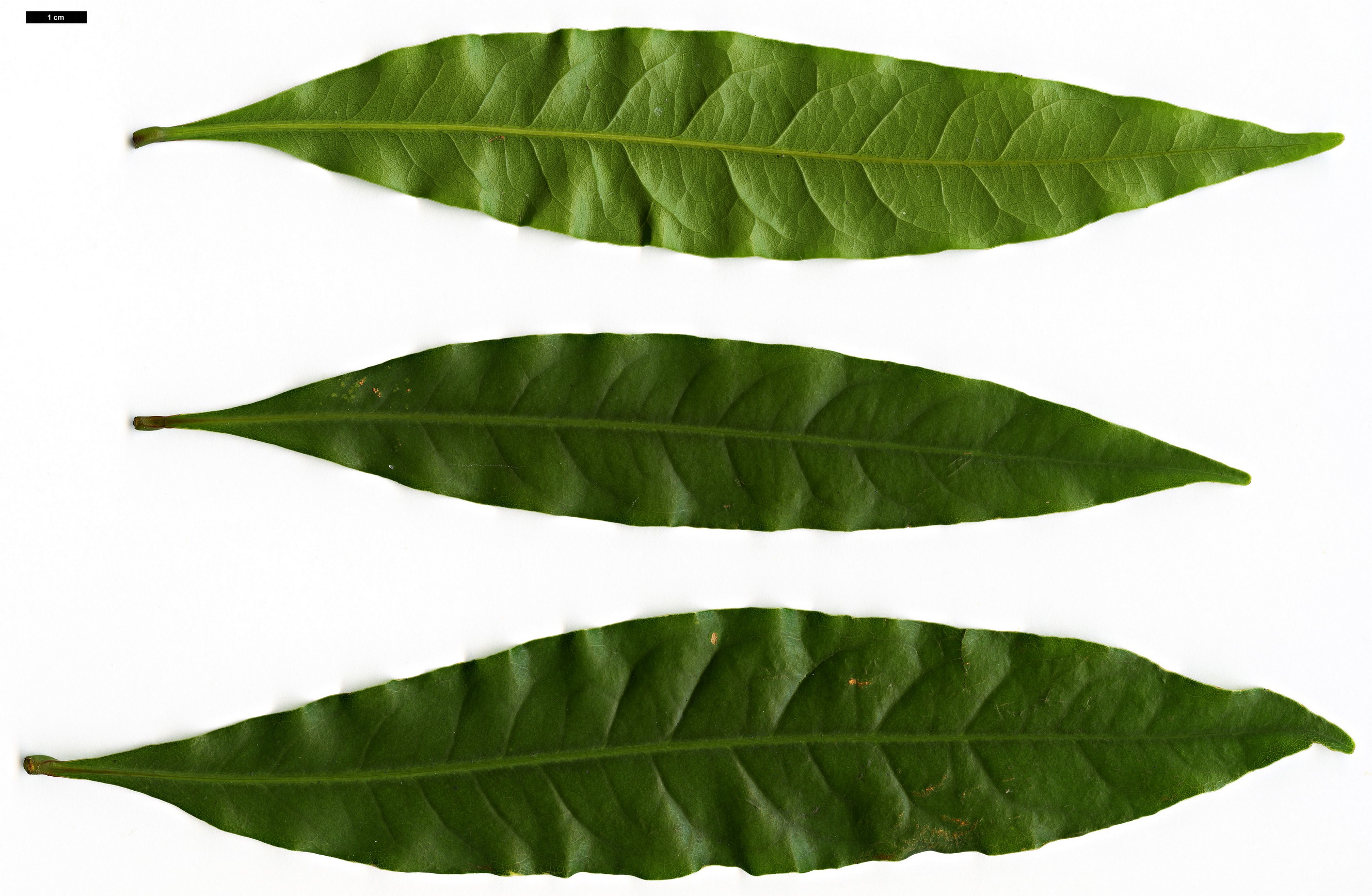 High resolution image: Family: Fagaceae - Genus: Lithocarpus - Taxon: hancei