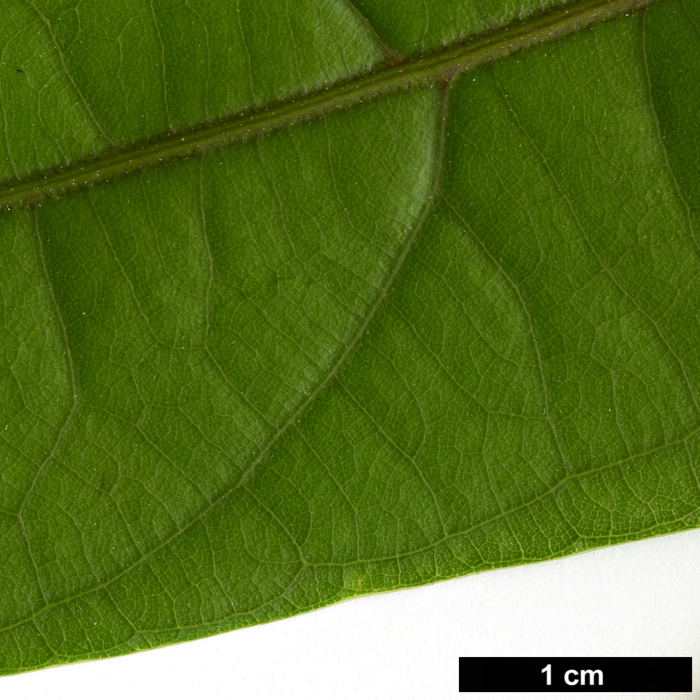 High resolution image: Family: Fagaceae - Genus: Lithocarpus - Taxon: henryi