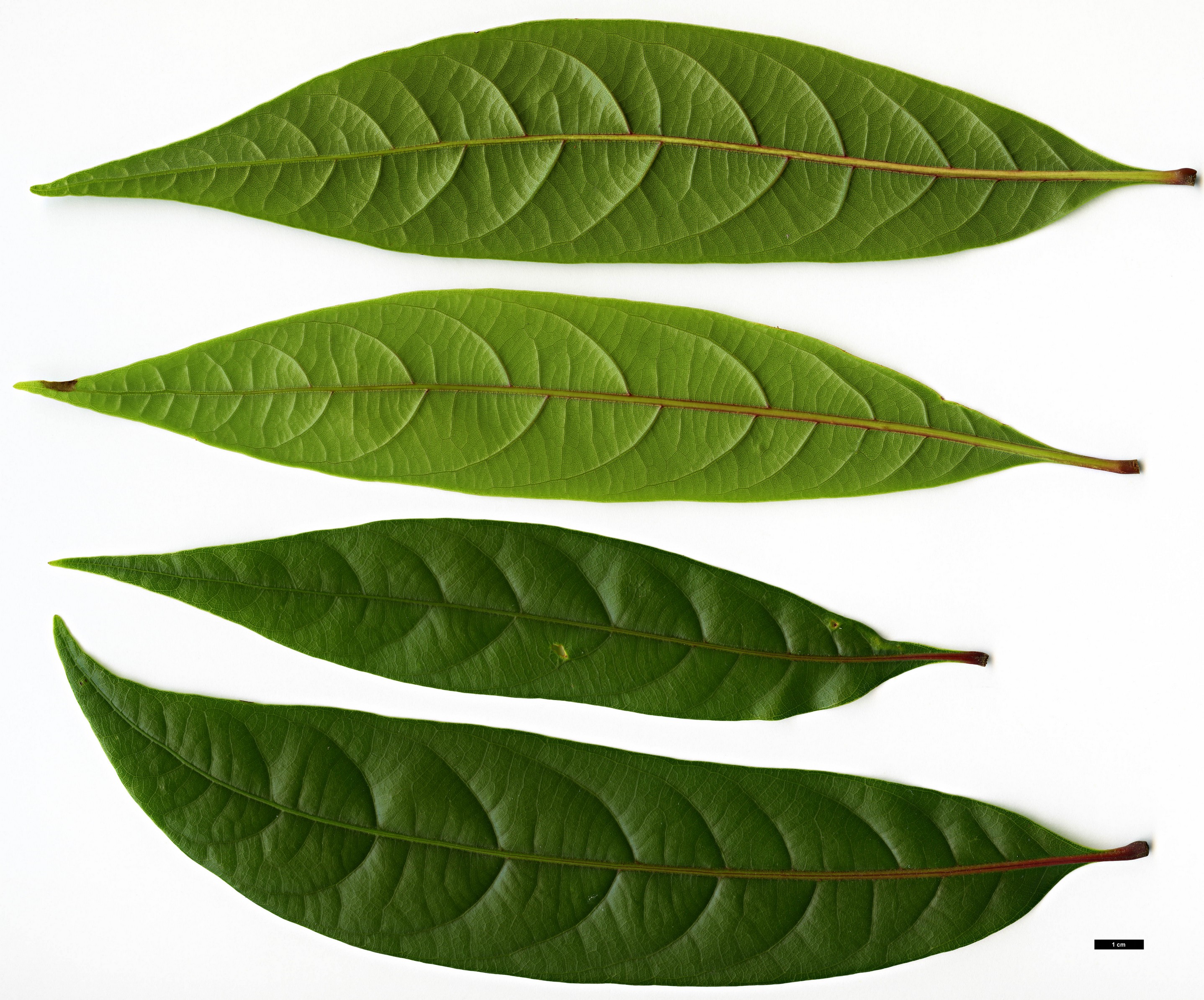 High resolution image: Family: Fagaceae - Genus: Lithocarpus - Taxon: henryi